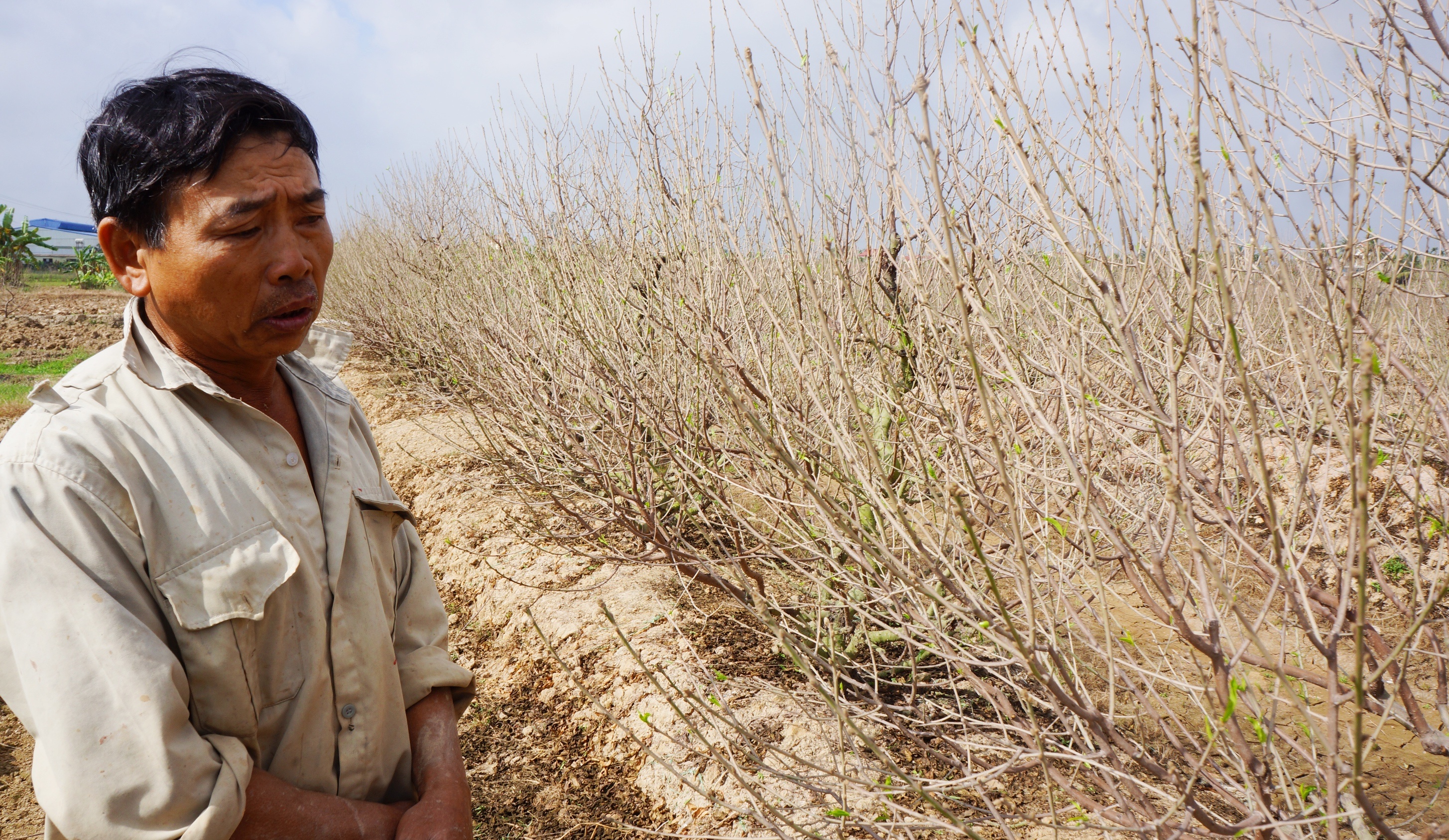 Chu vuon dao bi bui duong phu trang nhan ho tro 50.000 dong/goc hinh anh