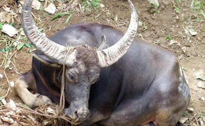 Nguoi dan ong bi trau huc chet hinh anh