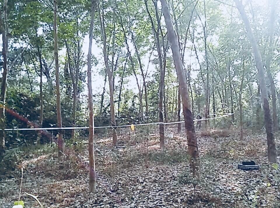 chết bất thường trong rừng ảnh 1 chet bat thuong trong rung anh 1