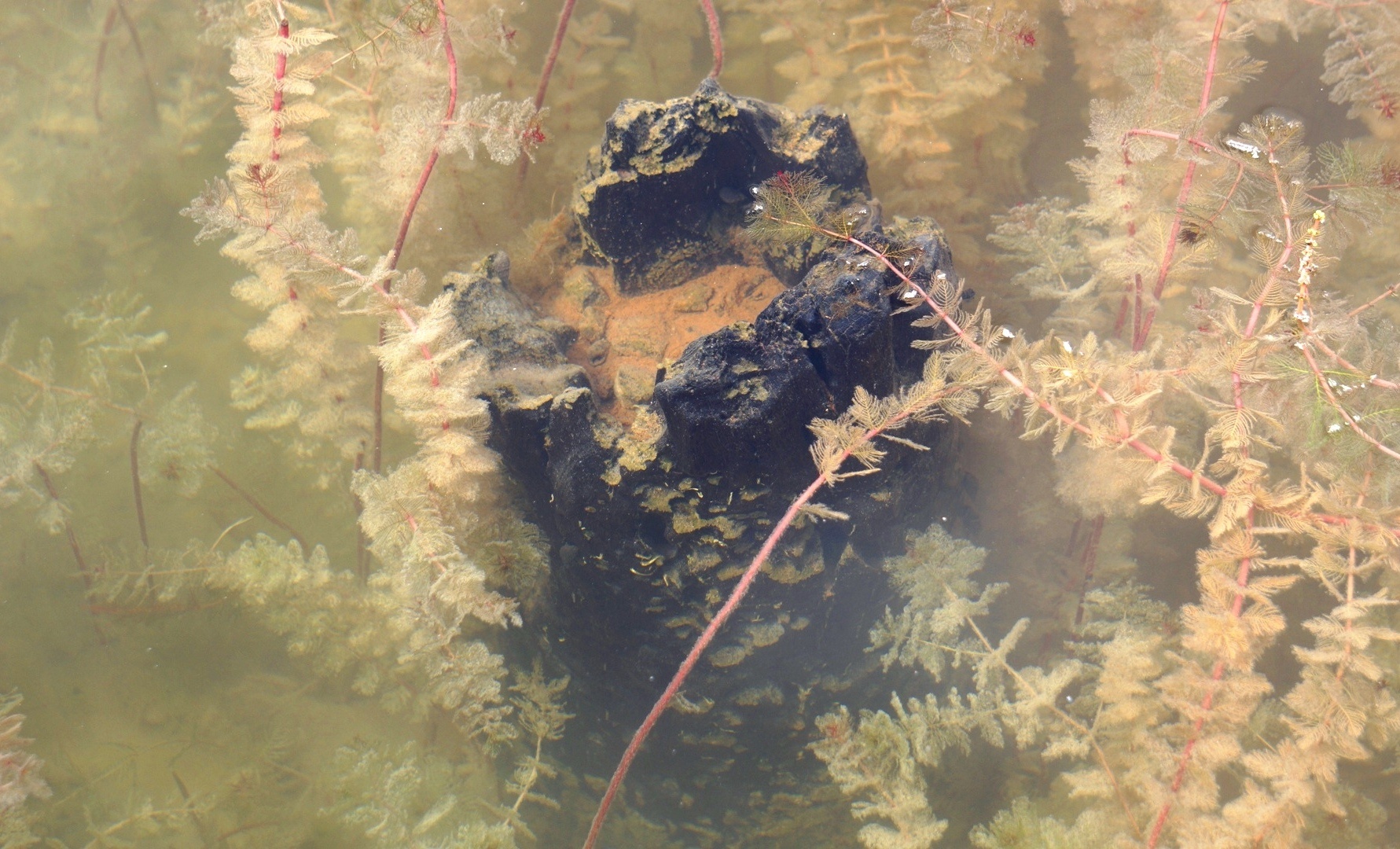 Phat hien 13 coc go giua long song, nghi cua tran Bach Dang nam 1288 hinh anh