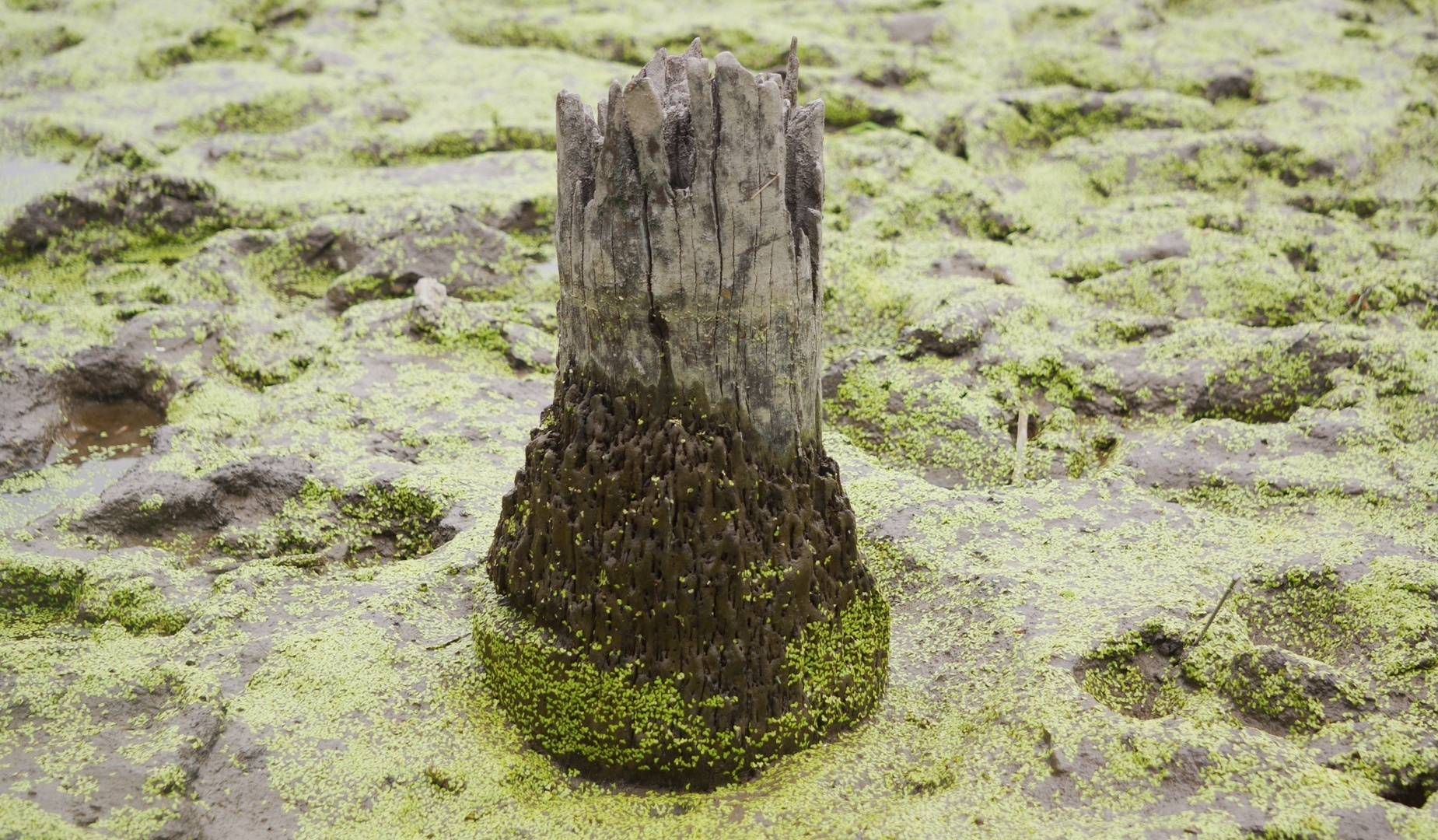 Hai Phong khai quat khan cap 13 coc go nghi cua tran chien Bach Dang hinh anh