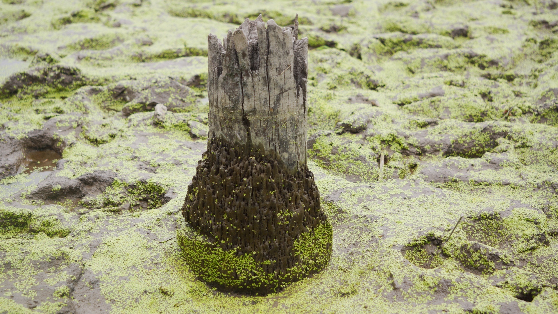 Hai Phong khai quat 13 coc go anh 2