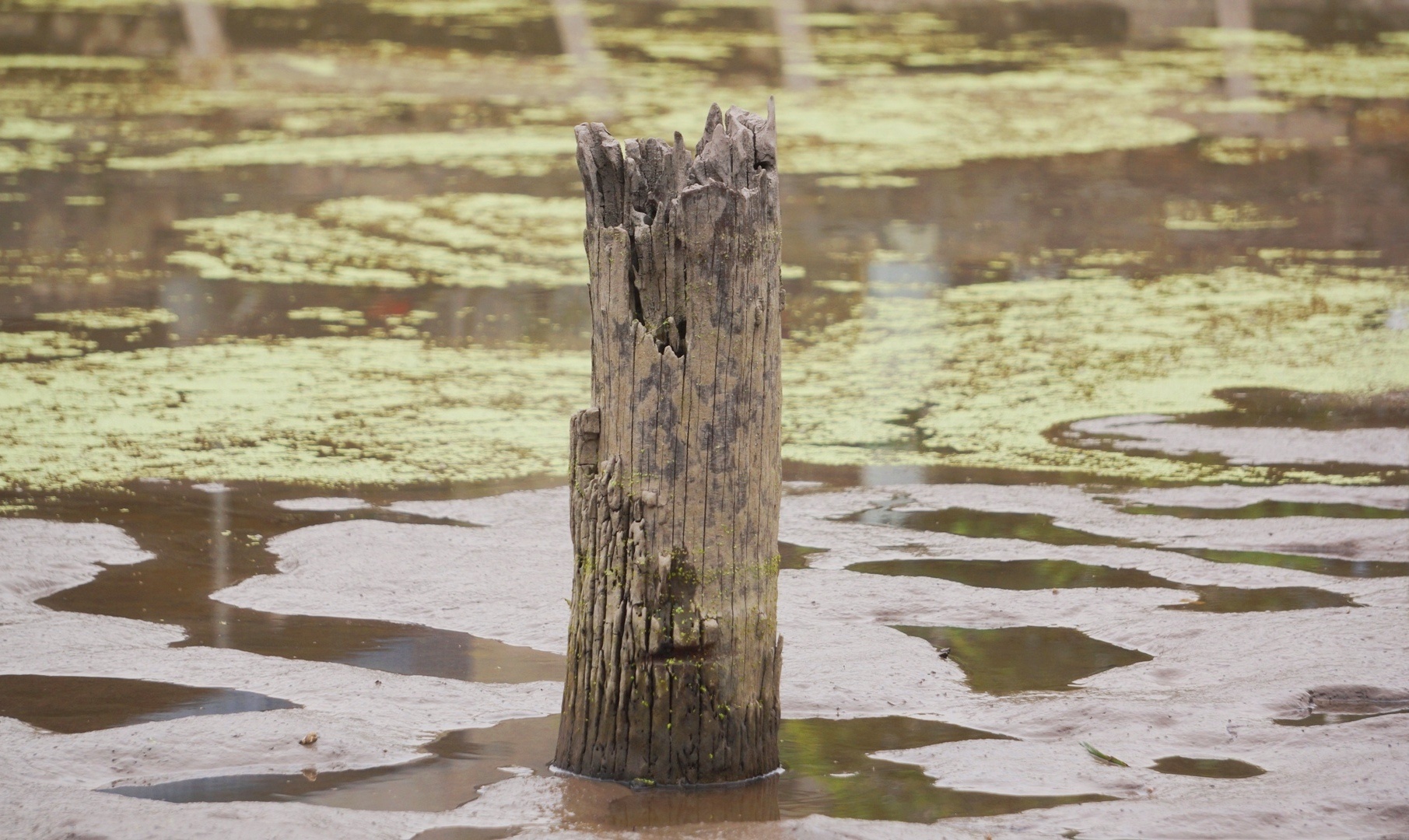 Can canh 13 coc go nghi cua tran chien Bach Dang hinh anh