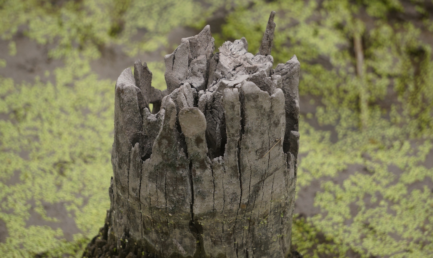 'Chua ket luan 13 coc go thuoc tran Bach Dang nao' hinh anh