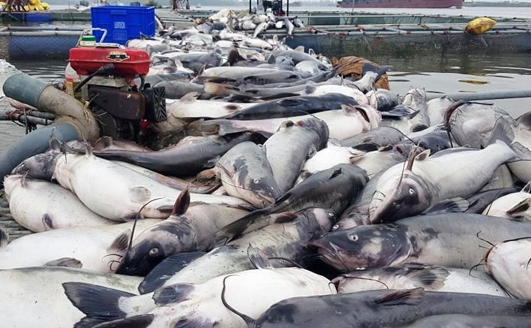 Ca long chet trang tren song Thai Binh hinh anh