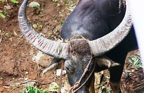 Be trai 4 tuoi bi trau huc thung mang phoi hinh anh