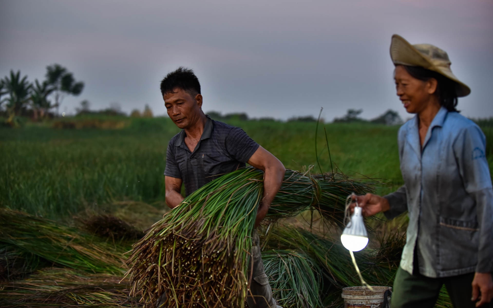 chong den thu hoach coi anh 2