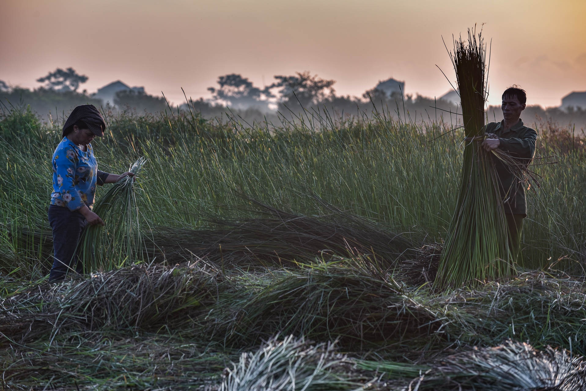 chong den thu hoach coi anh 3