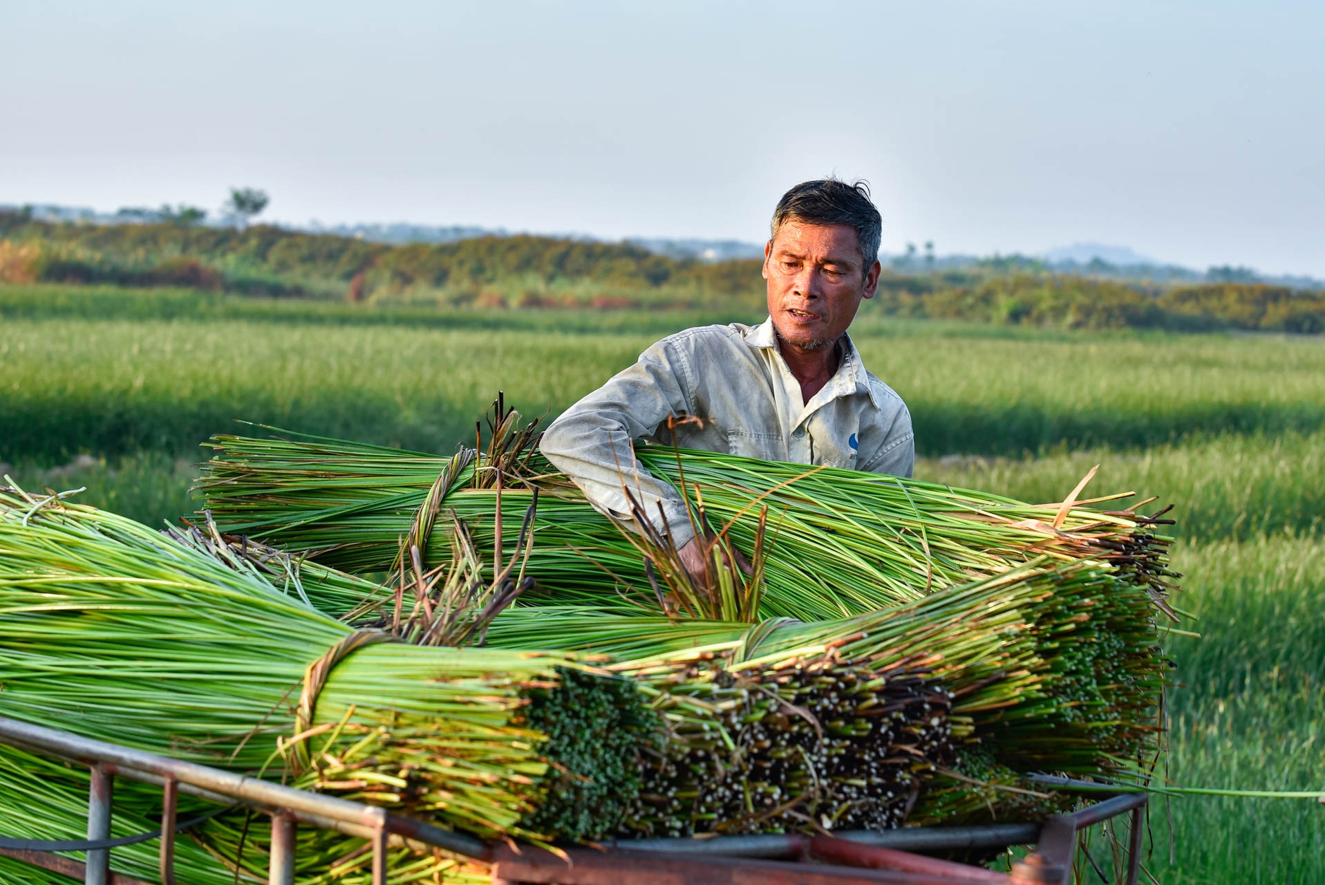 chong den thu hoach coi anh 7
