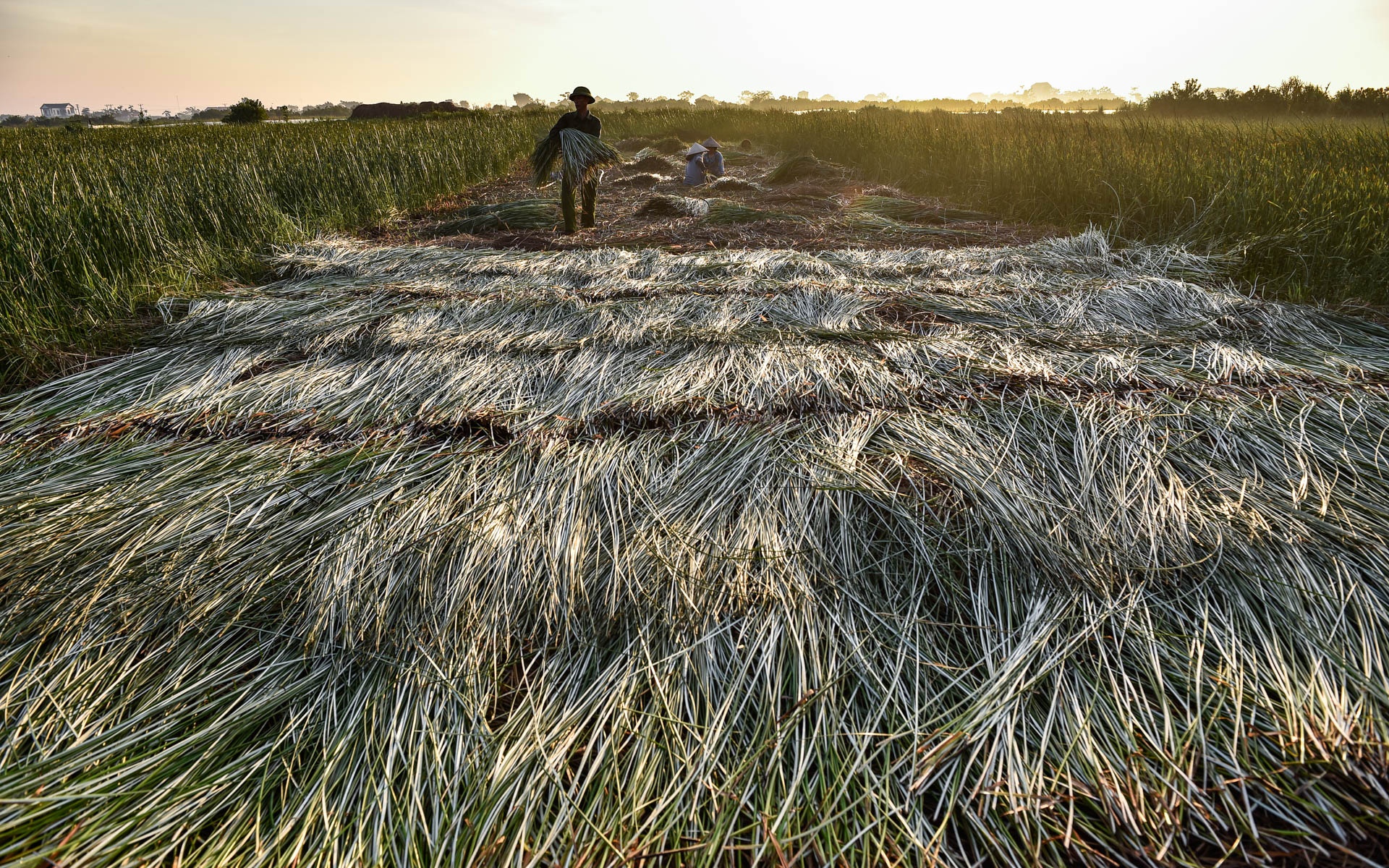 chong den thu hoach coi anh 8