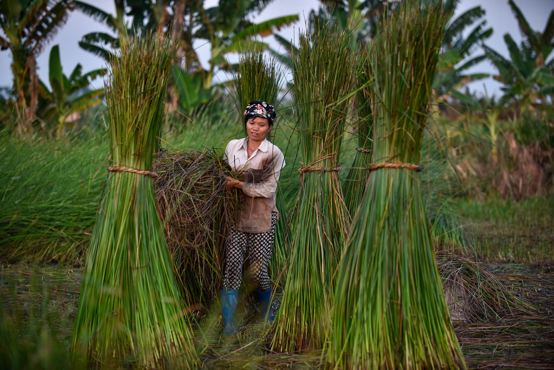 chong den thu hoach coi anh 5