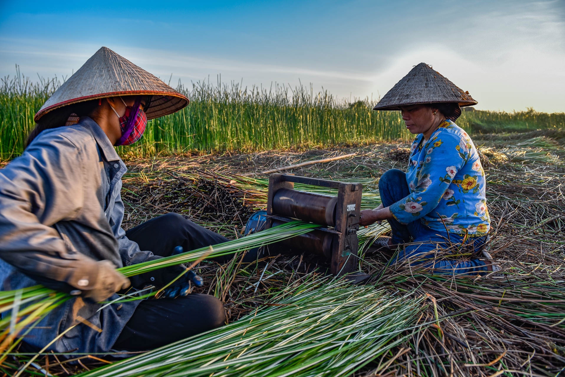 chong den thu hoach coi anh 6