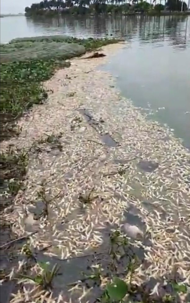 chan ga thoi noi tren song anh 1