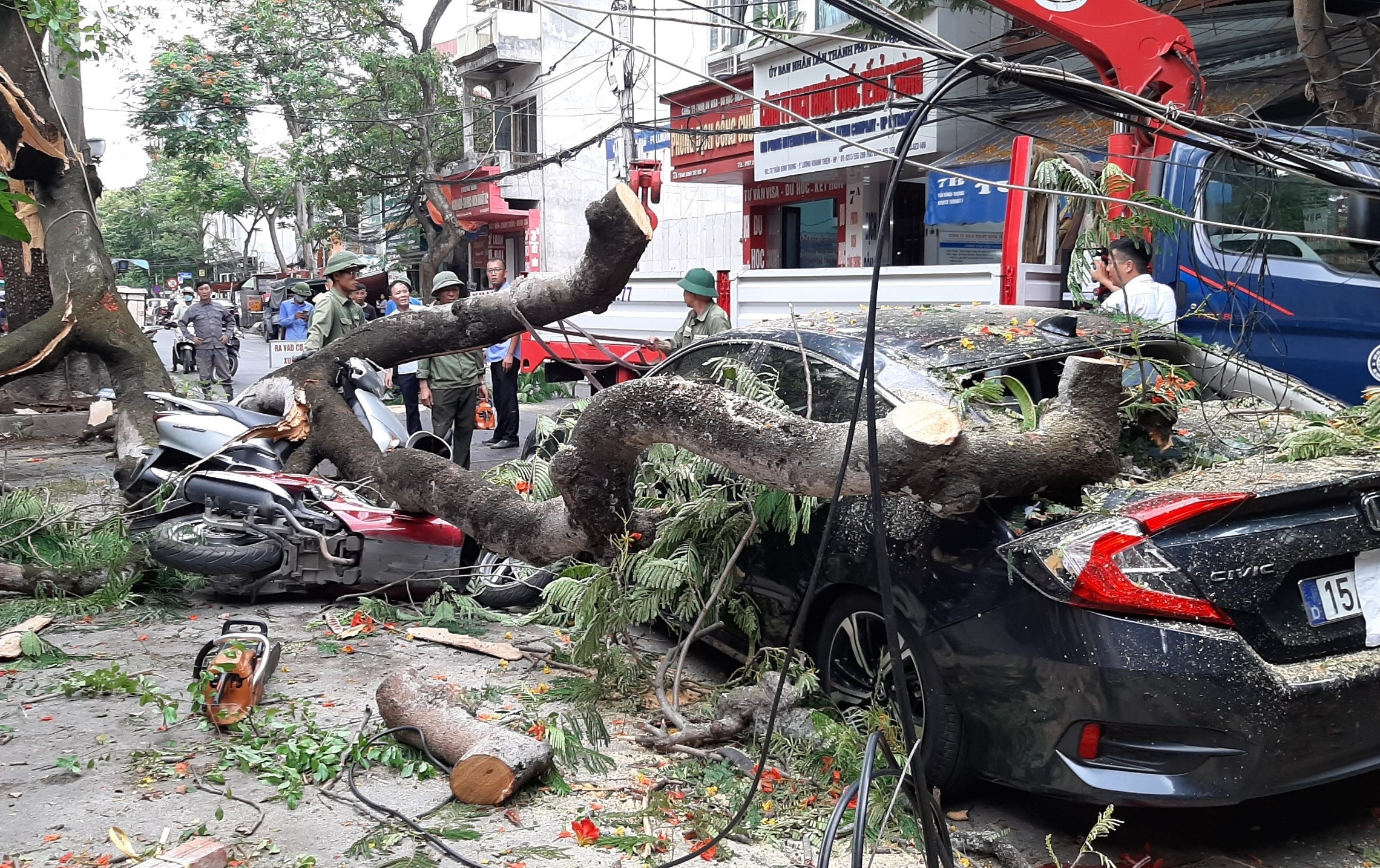Cay co thu de trung nhieu oto, xe may o Hai Phong hinh anh