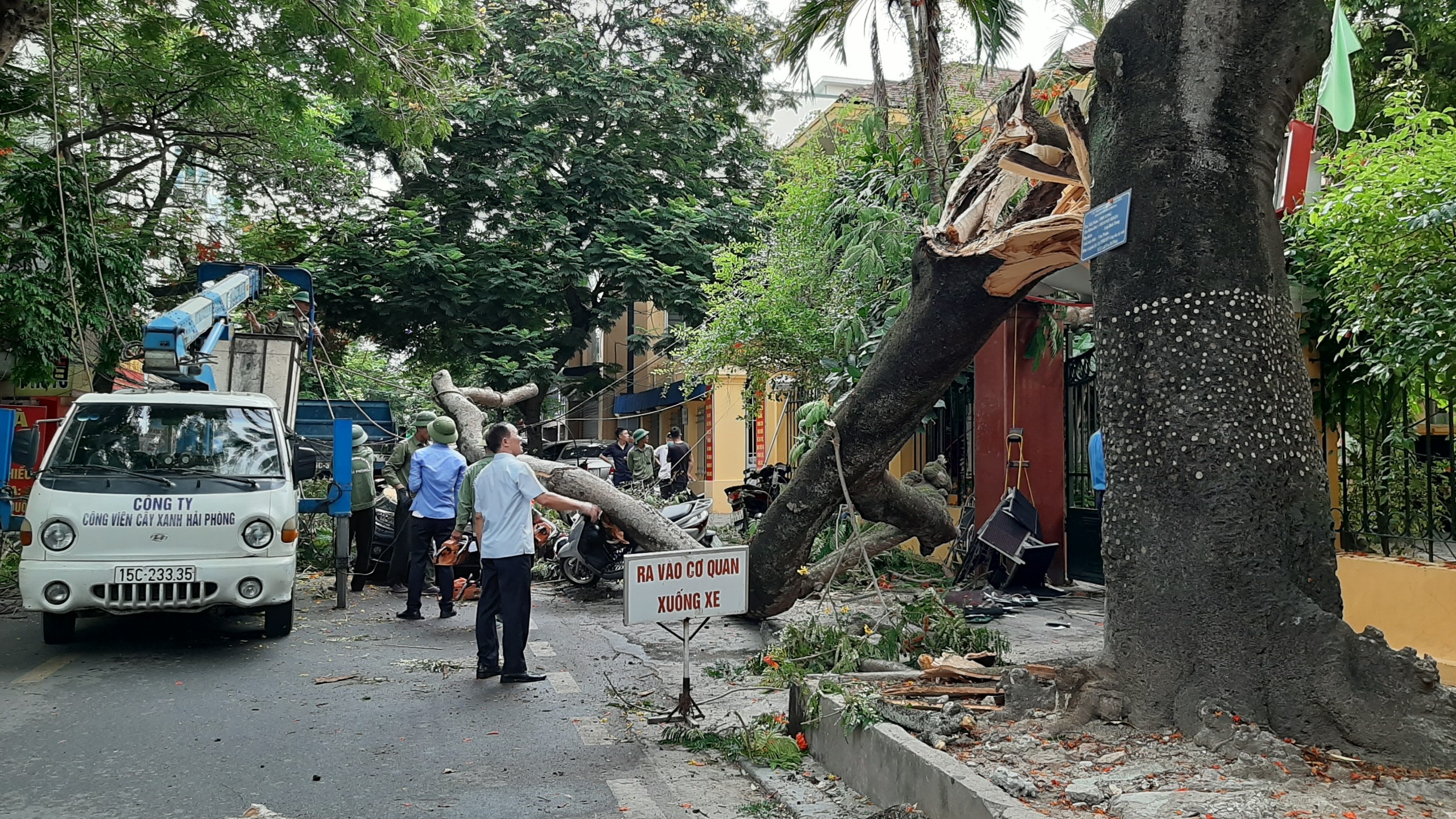 cay phuong do o Hai Phong anh 2