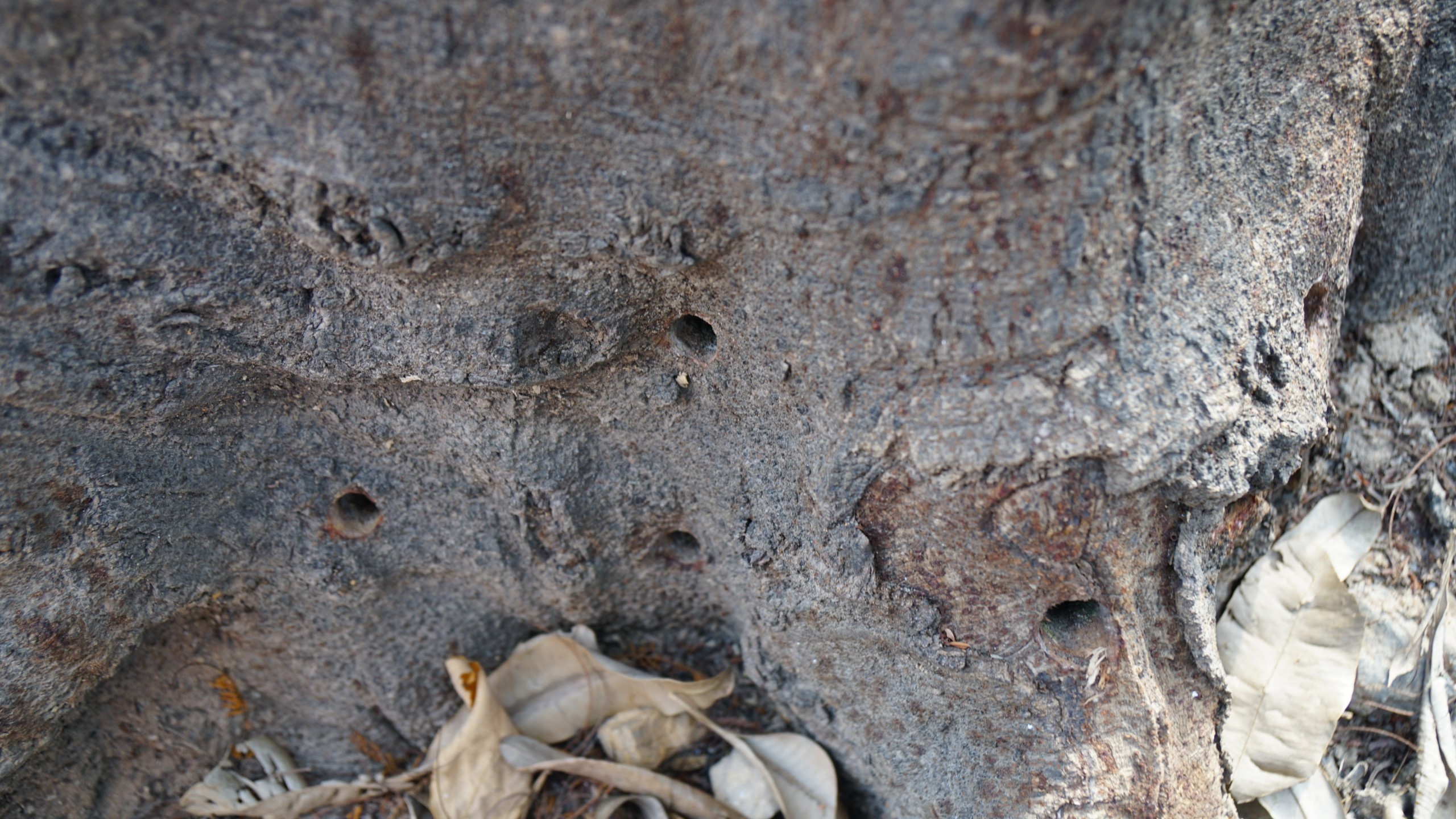 nhieu cay xanh chet bat thuong anh 2