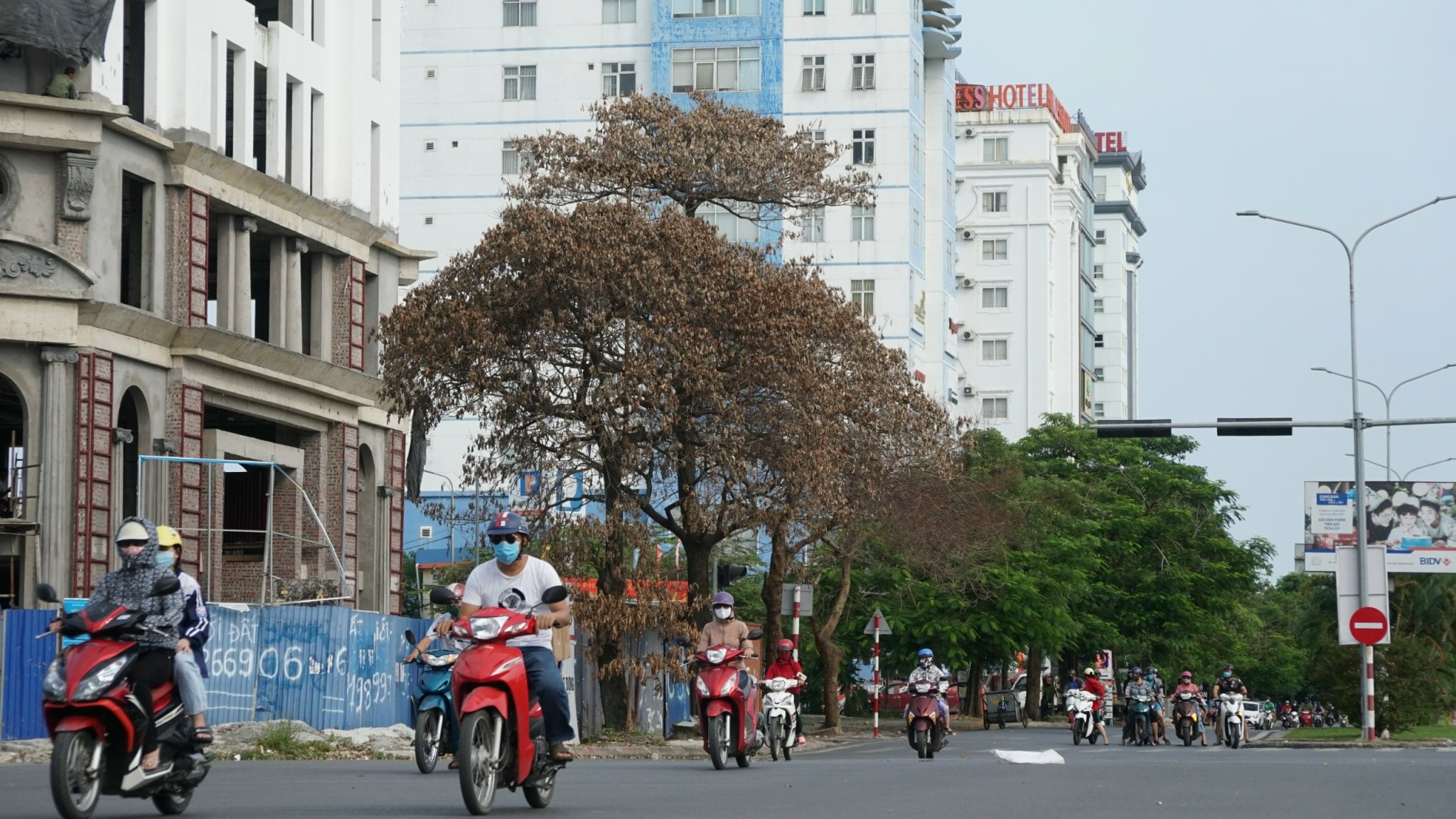 nhieu cay xanh chet bat thuong anh 1