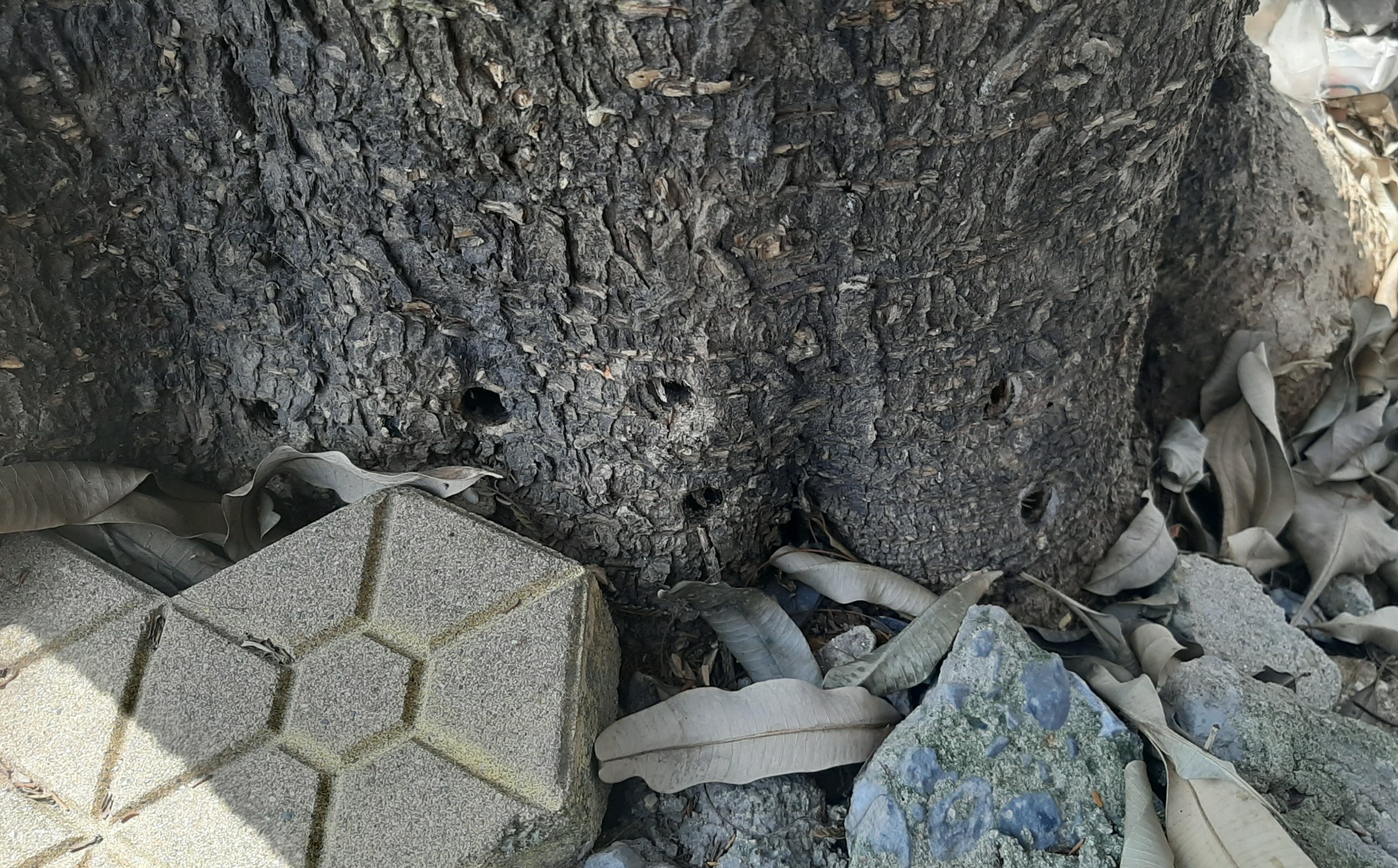 Cay lau nam chet kho voi nhieu lo khoan o goc hinh anh