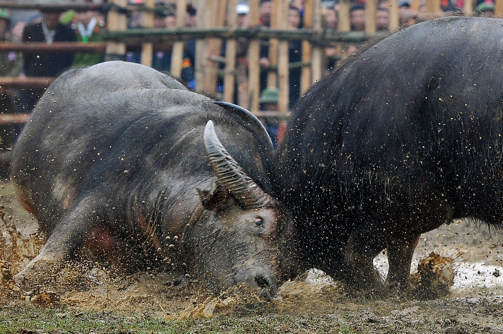 Do Son dung le hoi choi trau truyen thong vi dich Covid-19 hinh anh