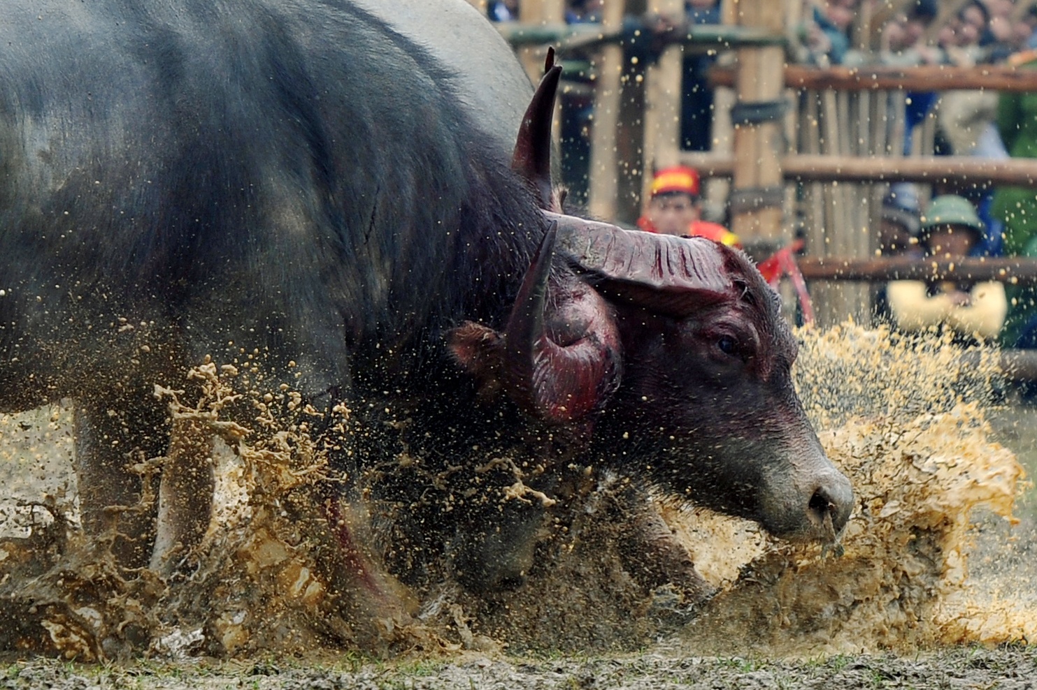 Do Son dung le hoi choi trau anh 1