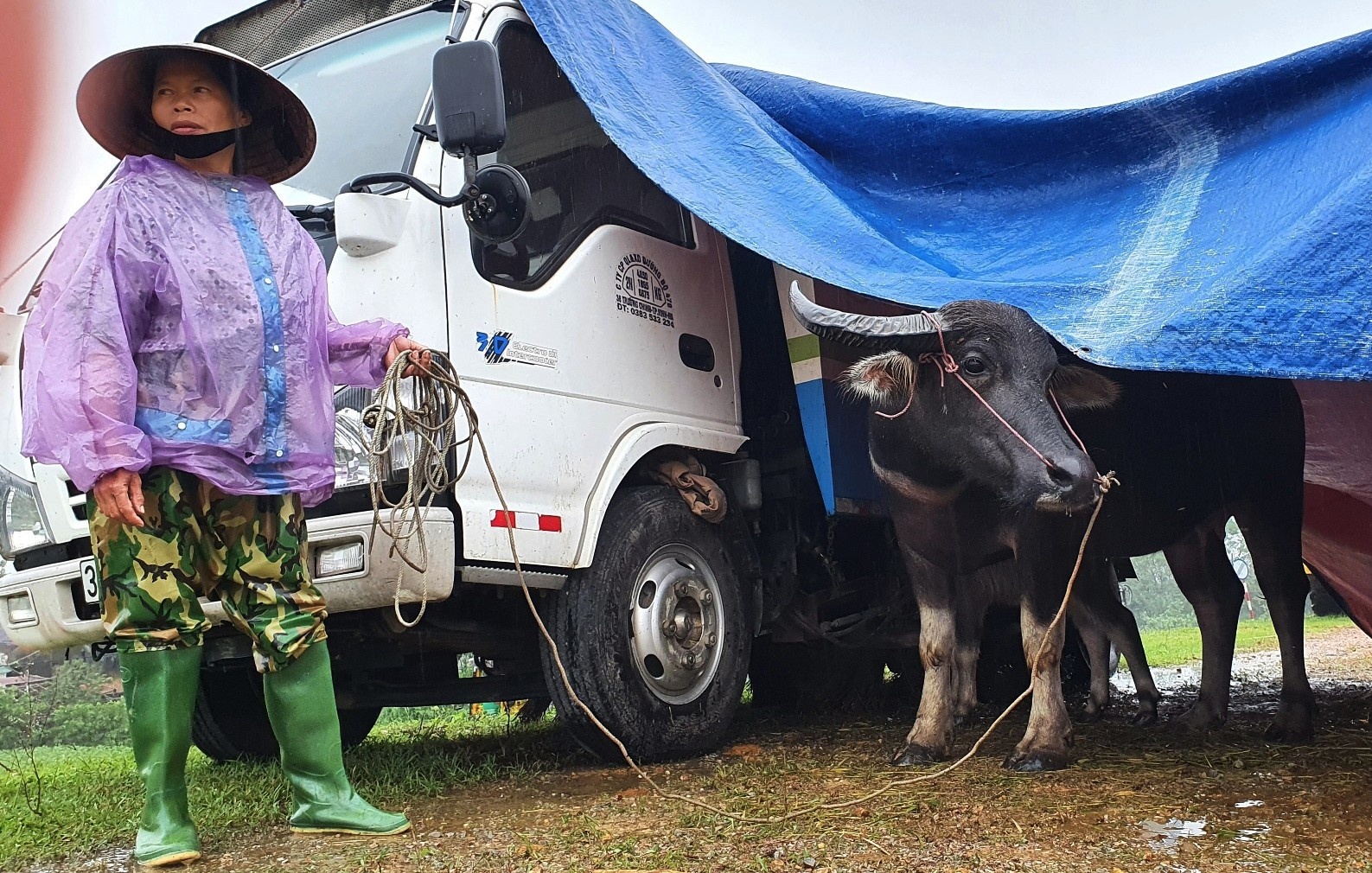 Dung leu tren de cho trau bo tranh lu hinh anh