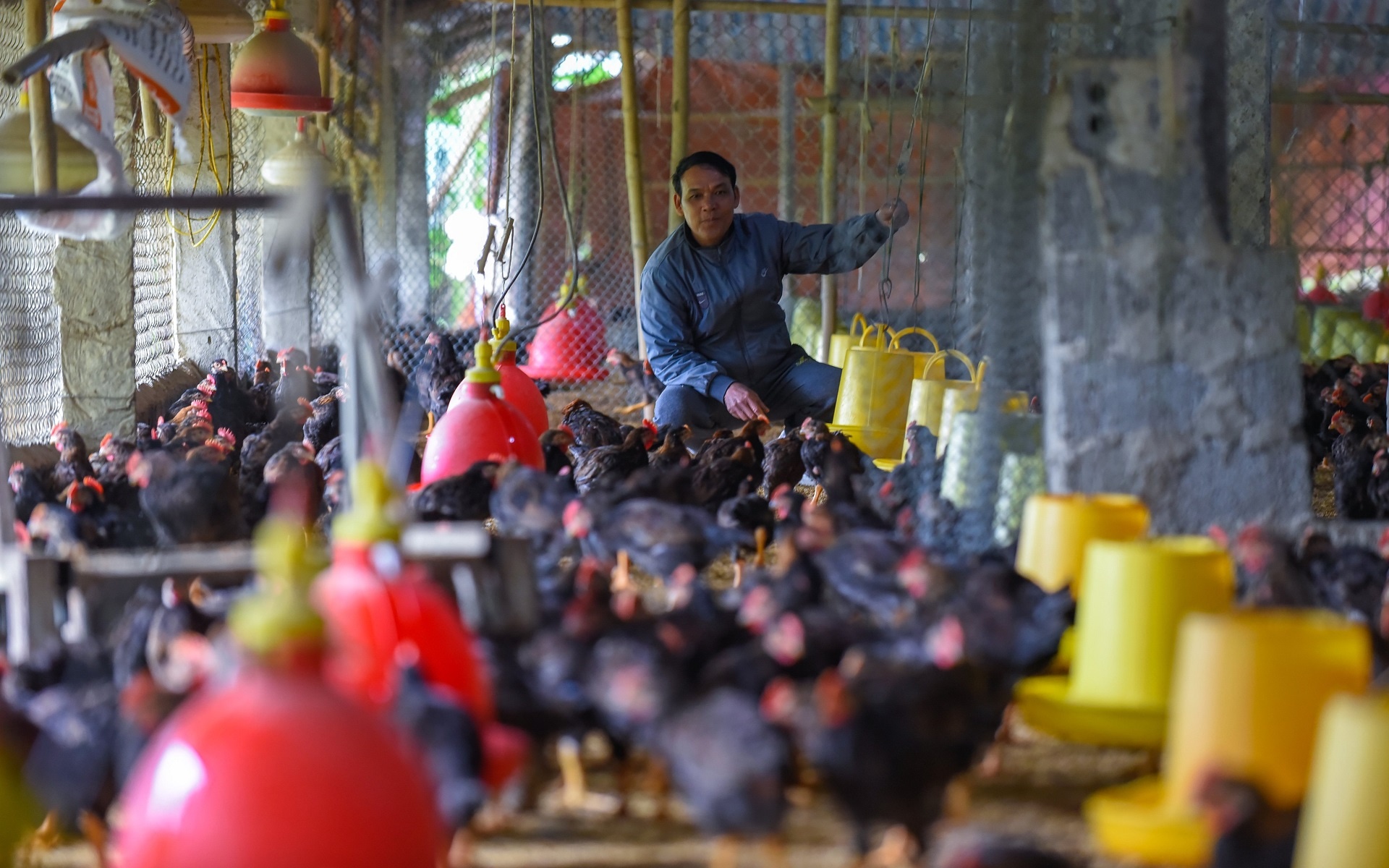 mac ao cho vat nuoi chong ret anh 1