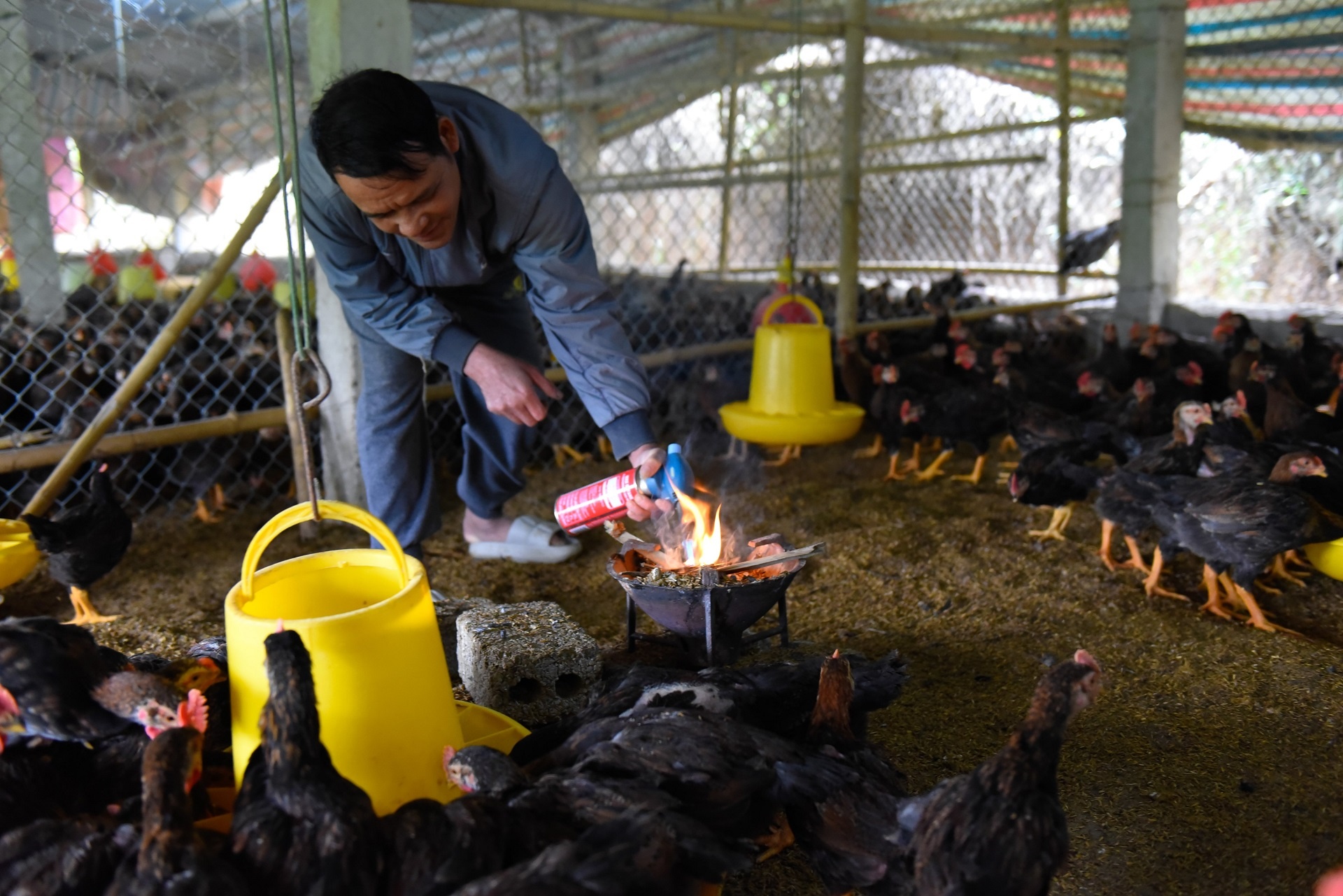 mac ao cho vat nuoi chong ret anh 3