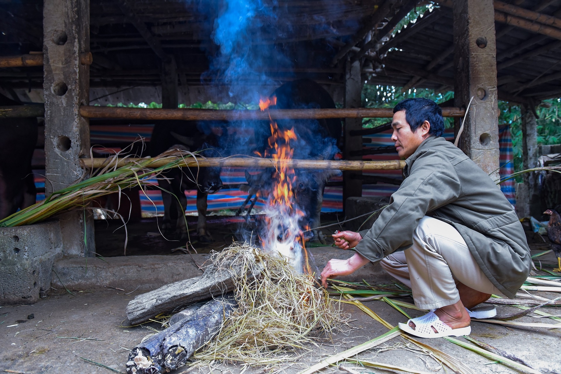 mac ao cho vat nuoi chong ret anh 4