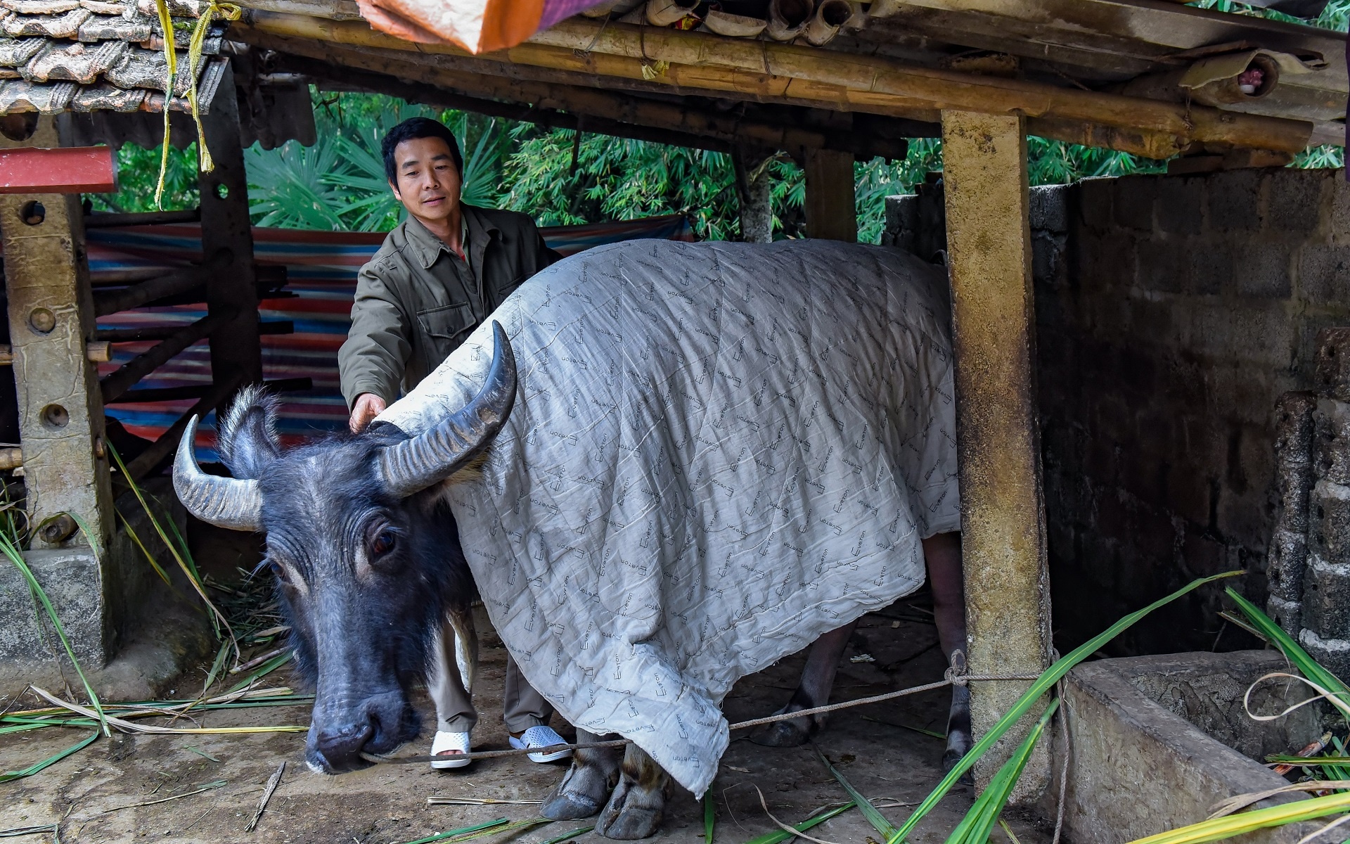 mac ao cho vat nuoi chong ret anh 5