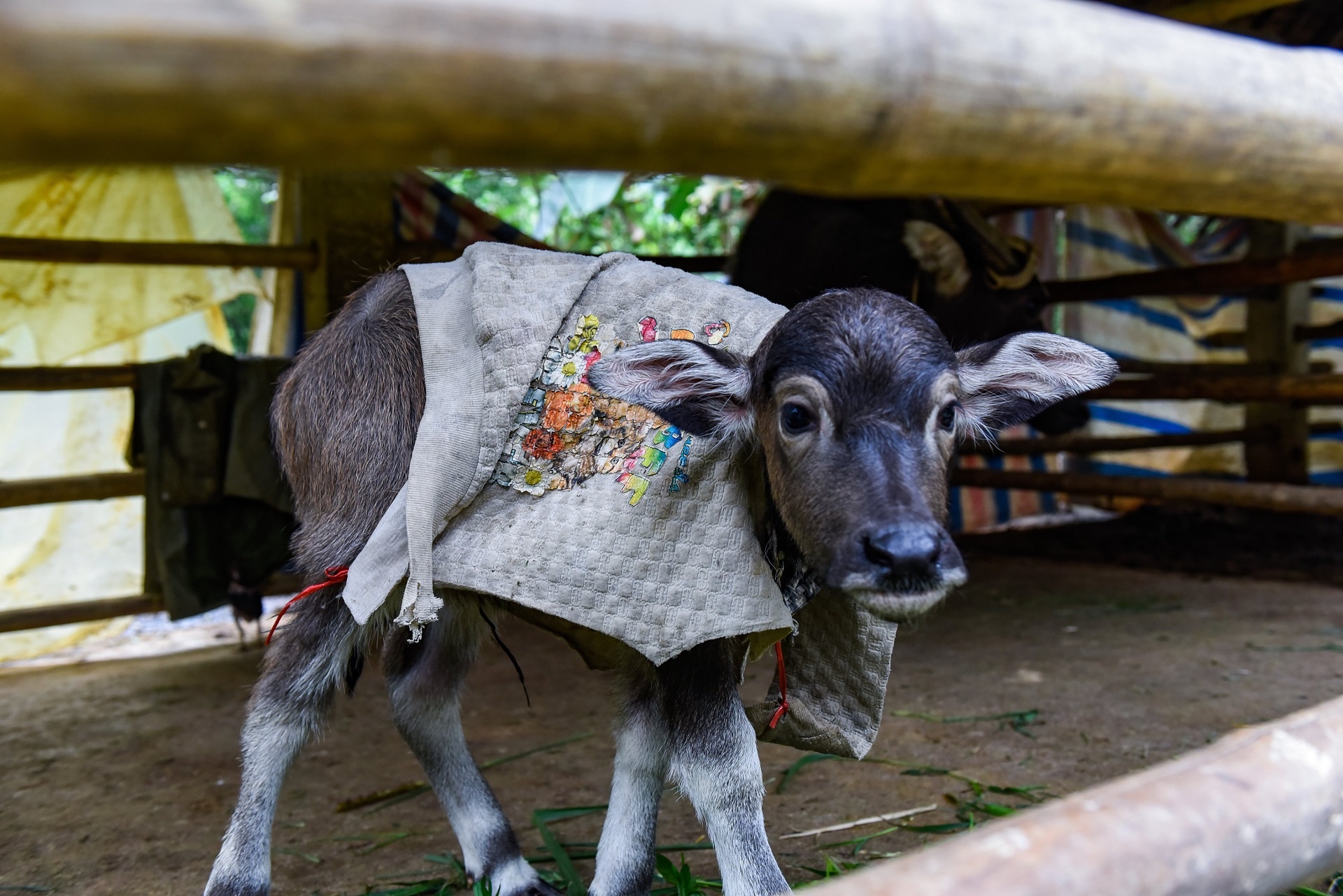 mac ao cho vat nuoi chong ret anh 6