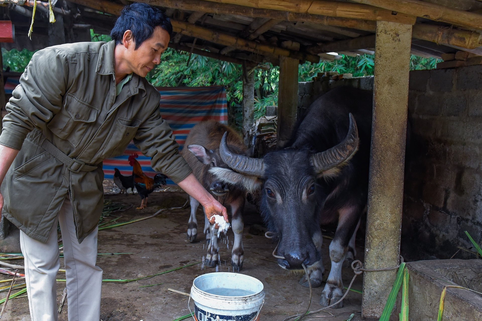 mac ao cho vat nuoi chong ret anh 7