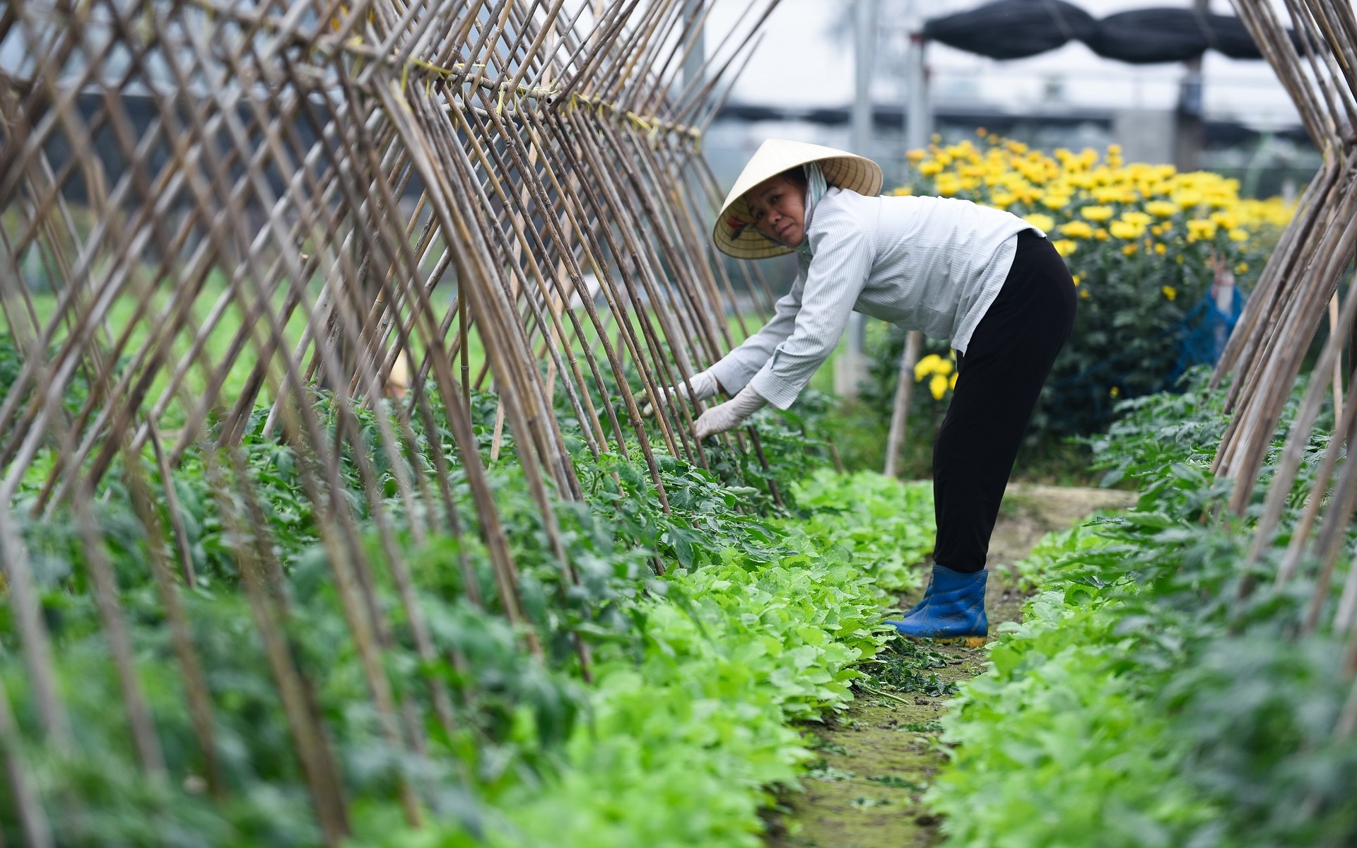 mac ao cho vat nuoi chong ret anh 8