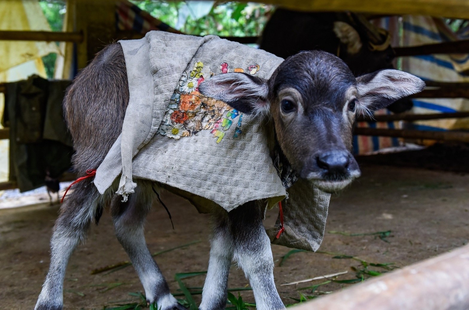 Dot lua, dap chan cho vat nuoi chong ret hinh anh