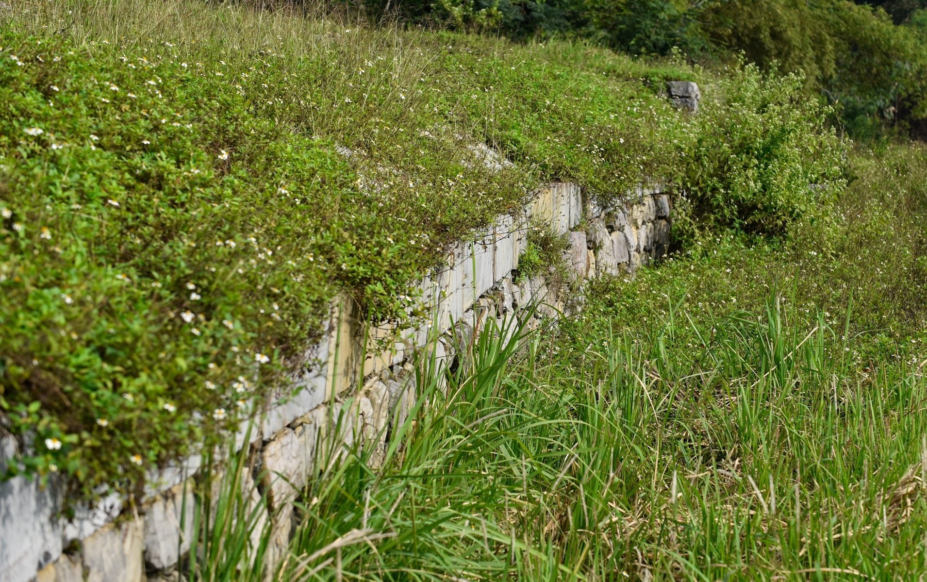 dan te Nam Gao nha Ho anh 4