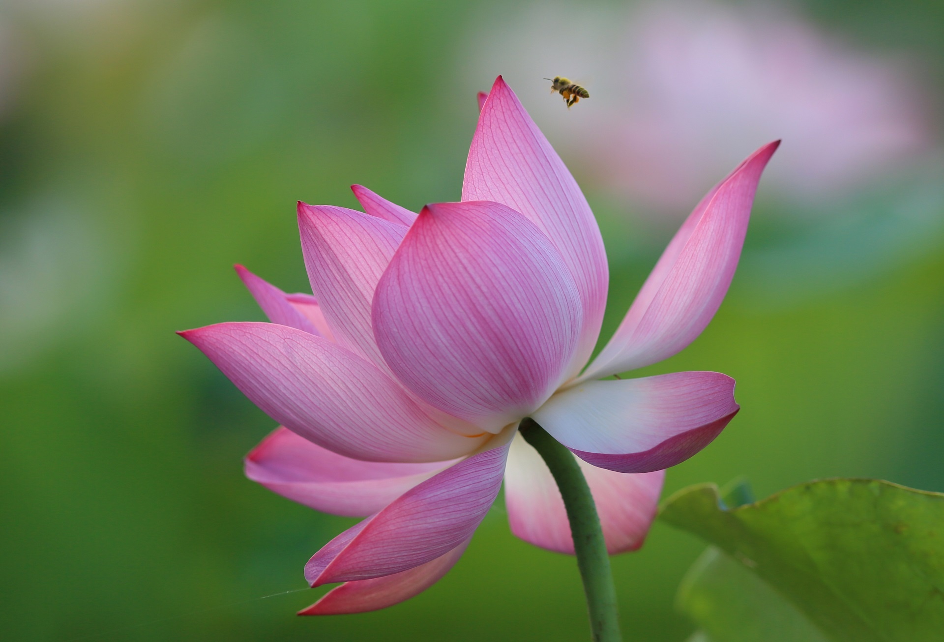 mùa hoa sen Hải Phòng ảnh 9 mua hoa sen Hai Phong anh 9