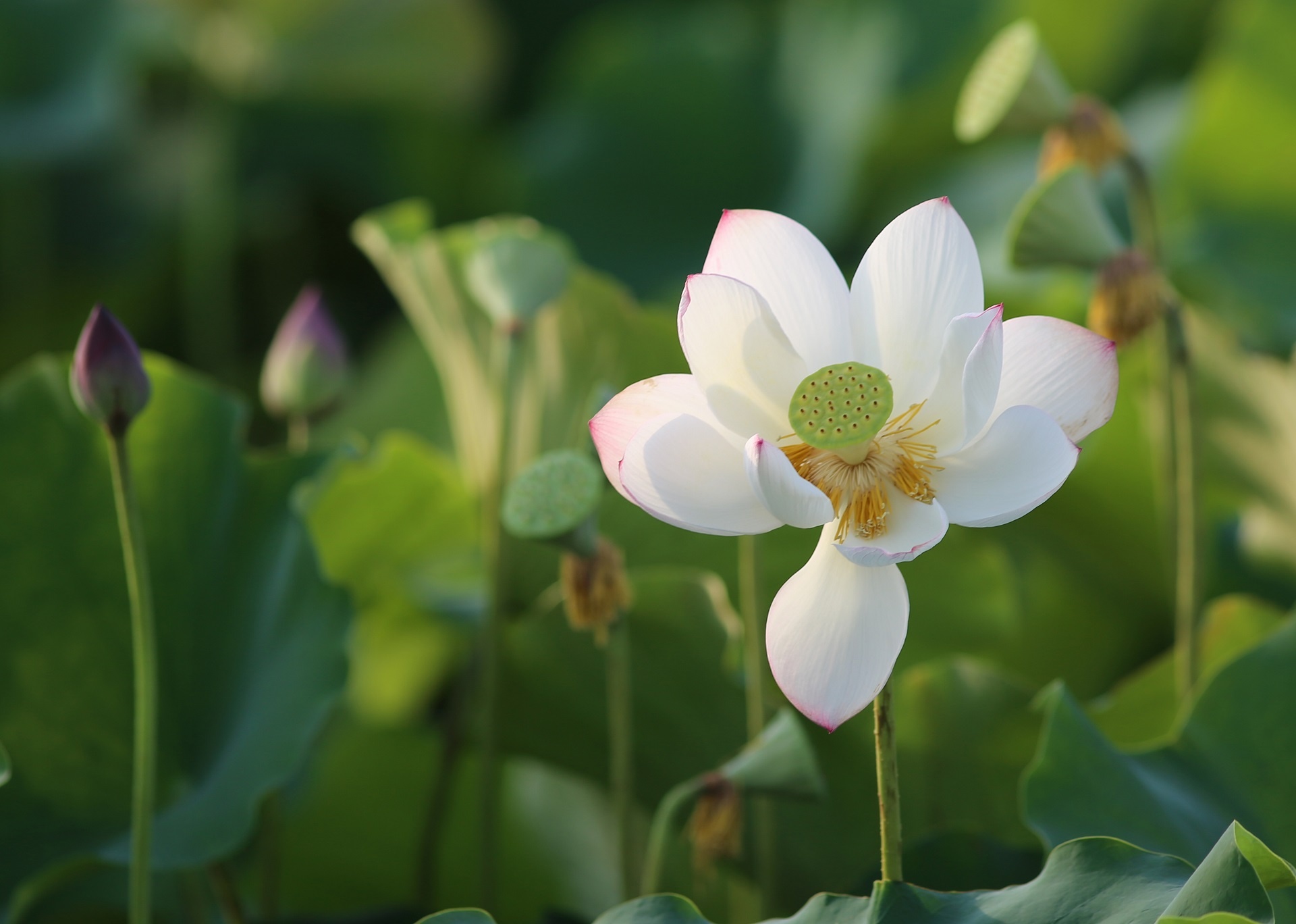 mùa hoa sen Hải Phòng ảnh 11 mua hoa sen Hai Phong anh 11