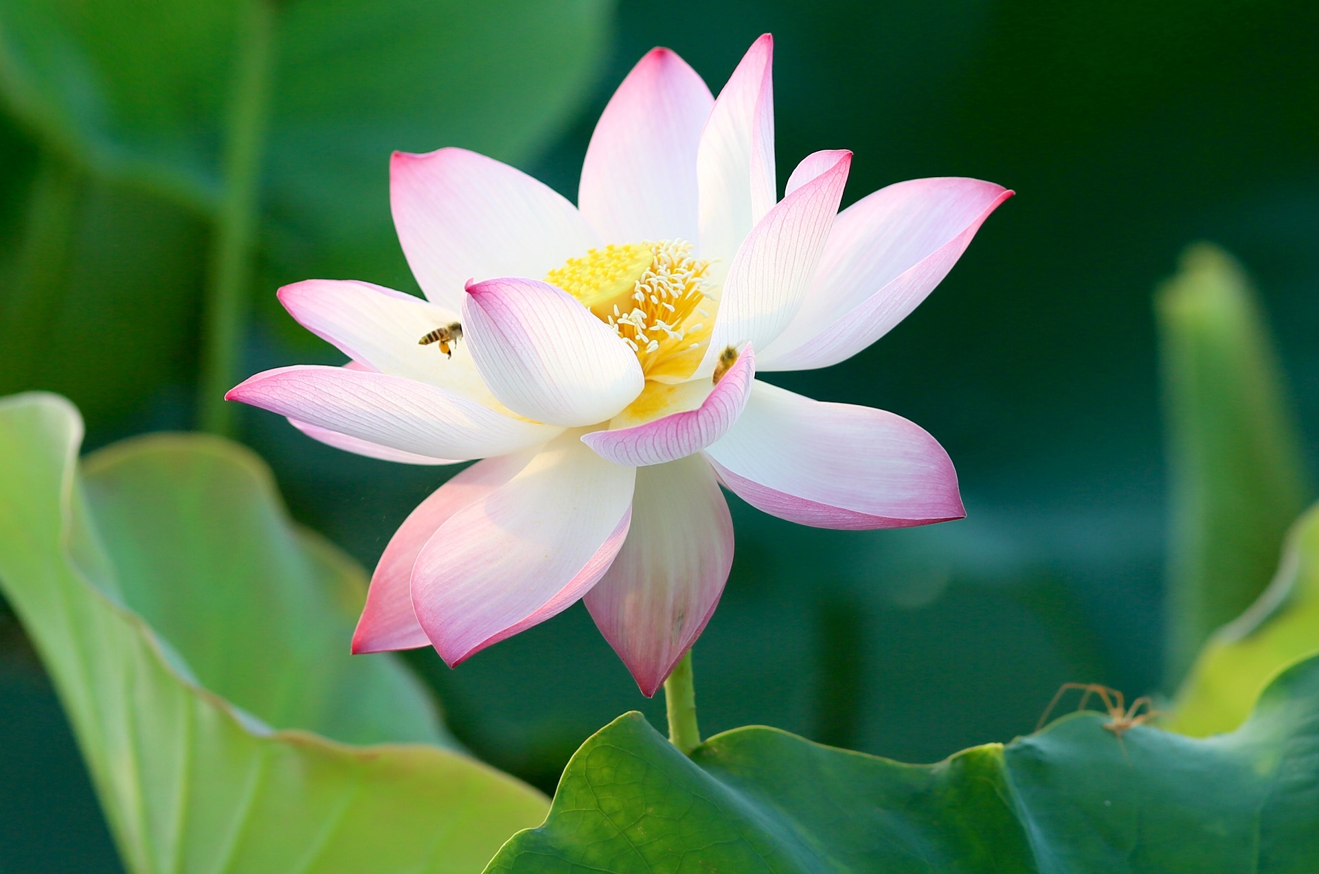 mùa hoa sen Hải Phòng ảnh 10 mua hoa sen Hai Phong anh 10