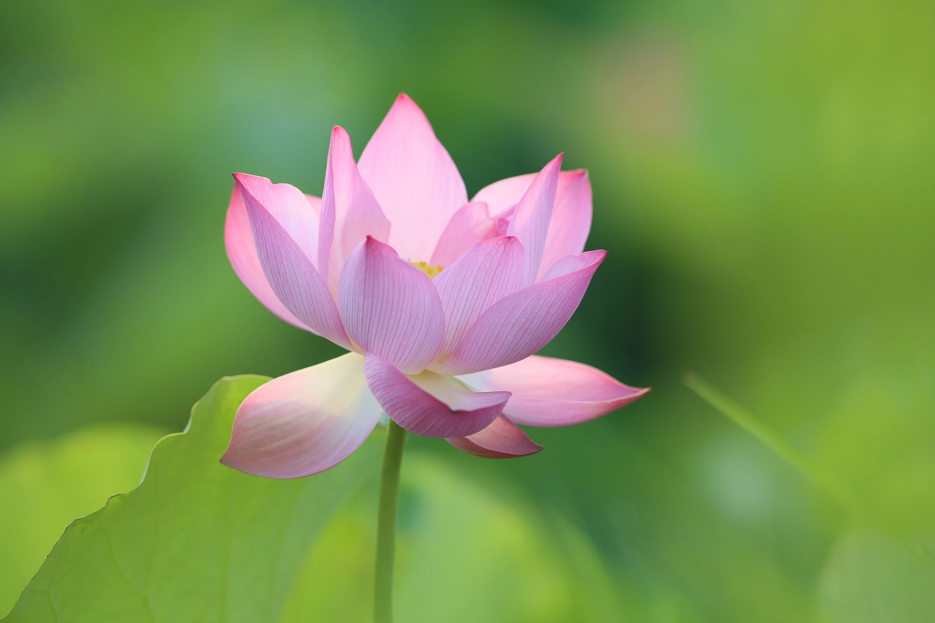 mua hoa sen Hai Phong anh 12