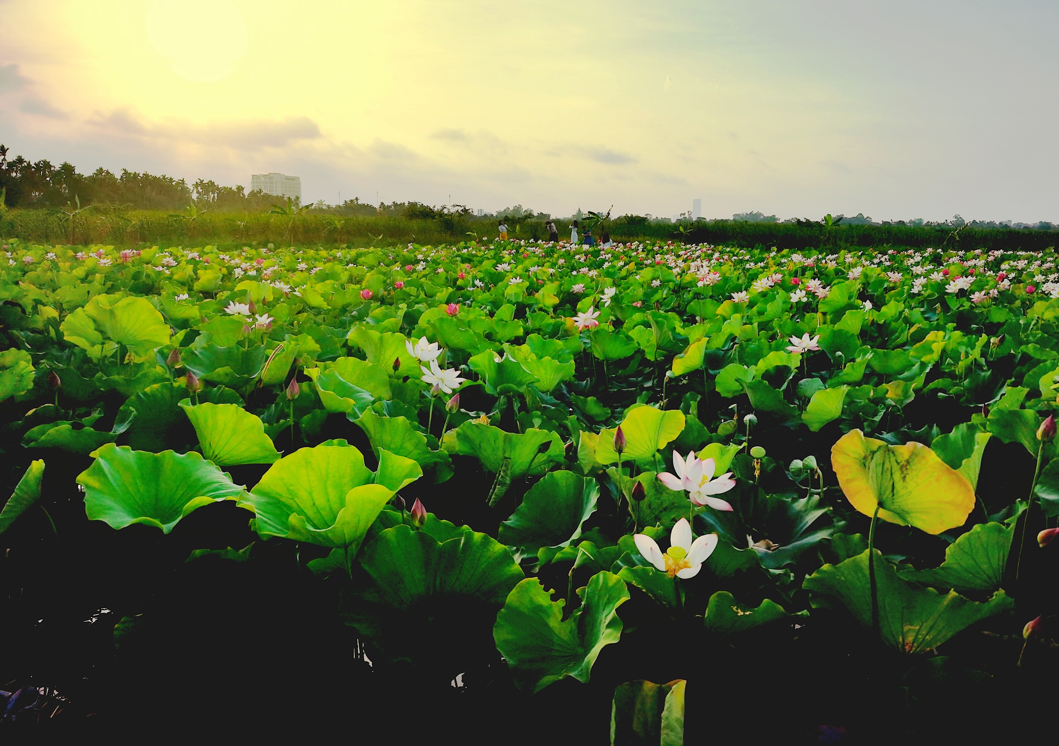 mua hoa sen Hai Phong anh 1