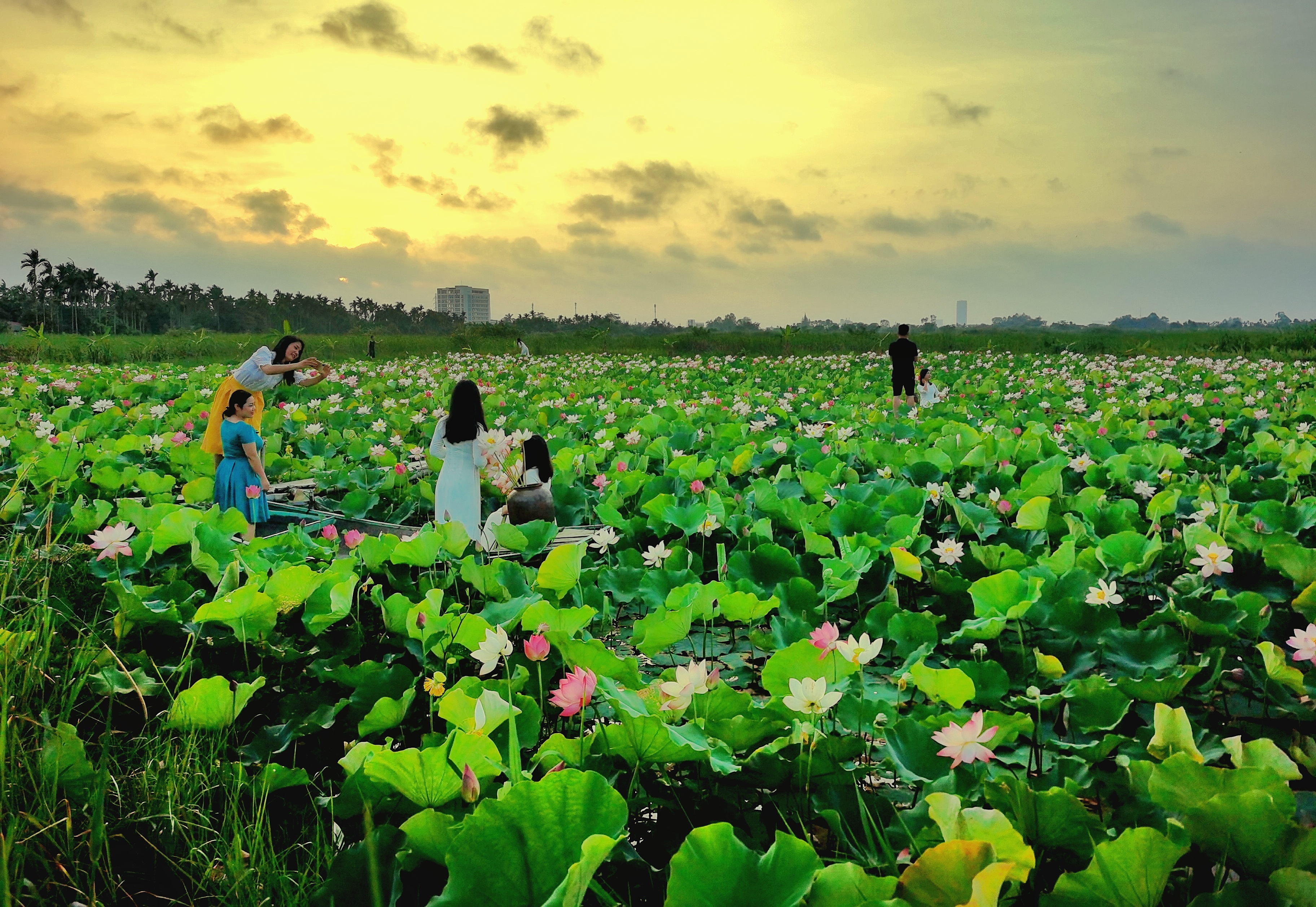 mua hoa sen Hai Phong anh 3