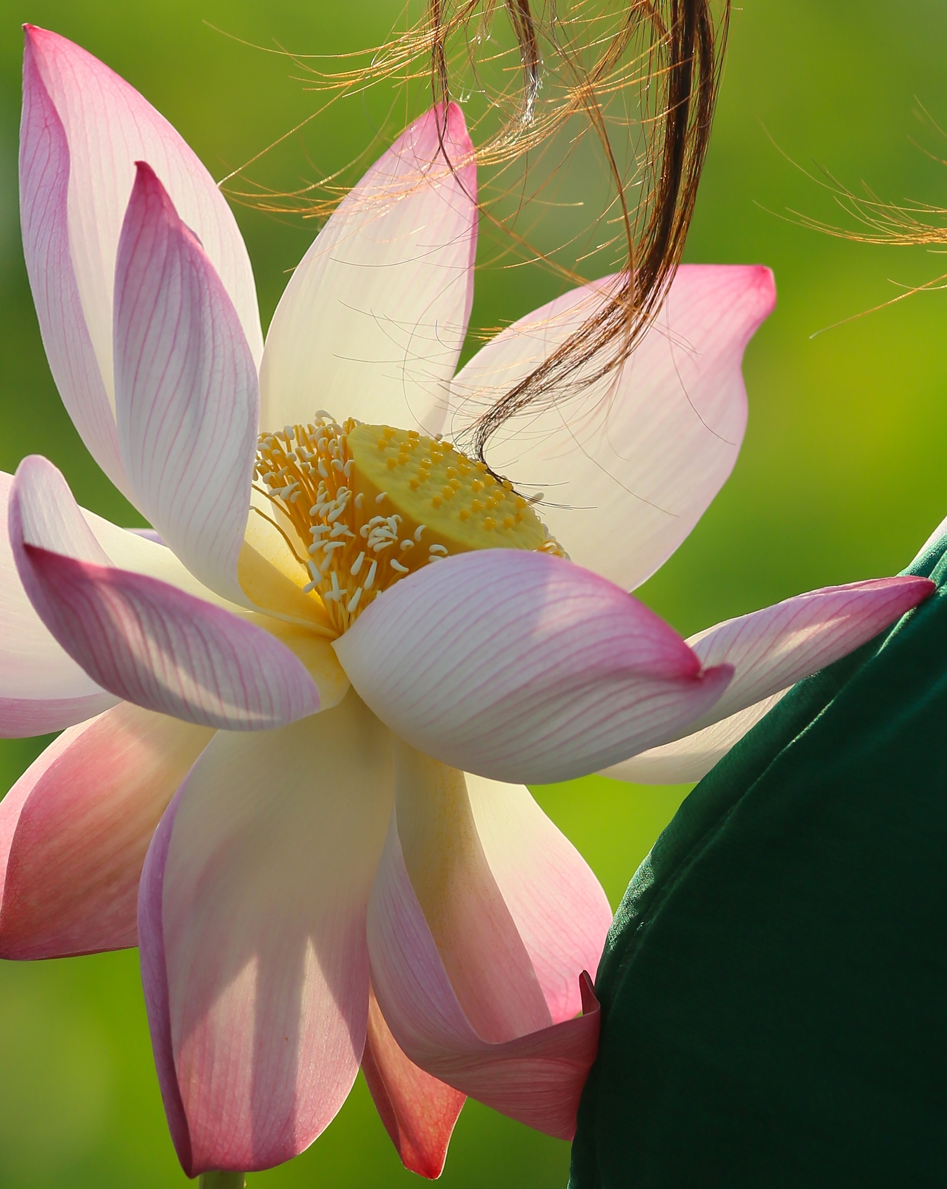 mua hoa sen Hai Phong anh 6