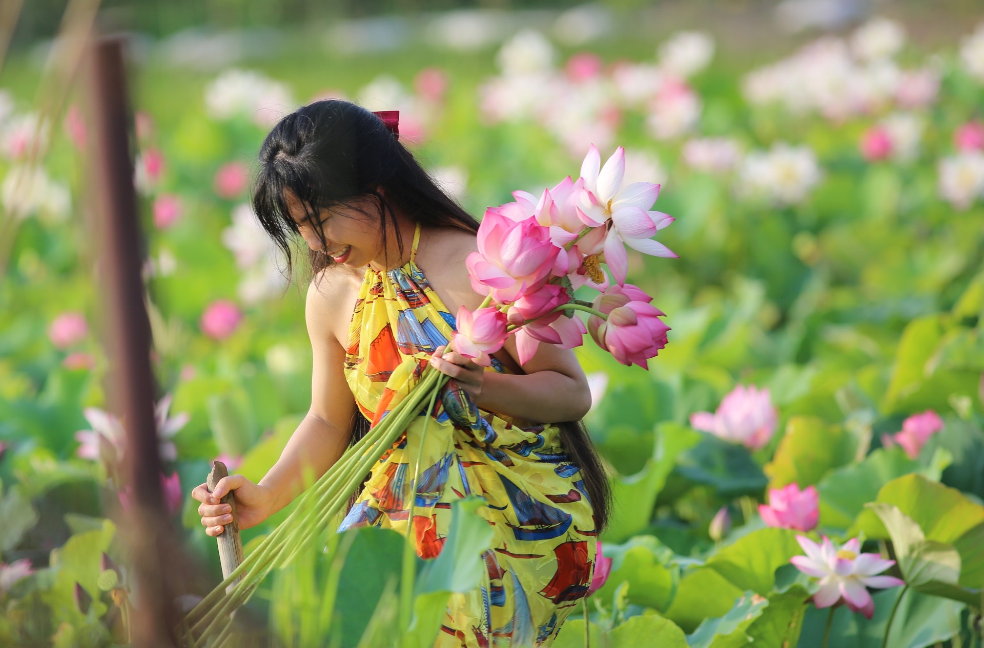 mùa hoa sen Hải Phòng ảnh 7 mua hoa sen Hai Phong anh 7