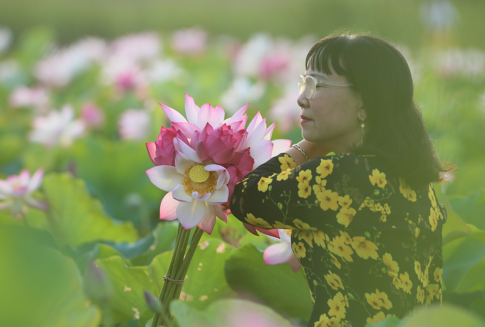 mua hoa sen Hai Phong anh 8