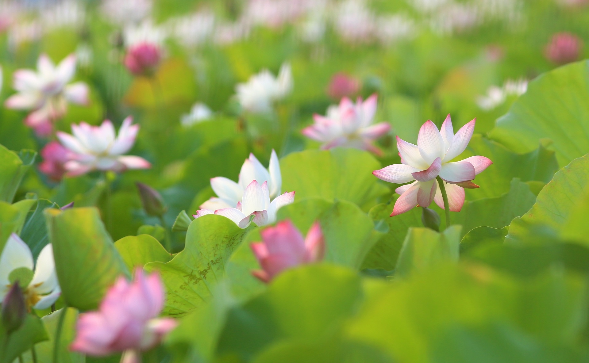 mua hoa sen Hai Phong anh 4