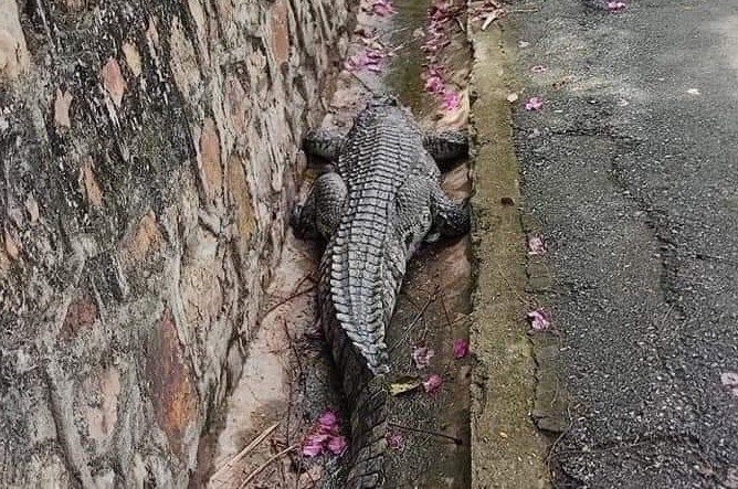 Ca sau dai gan 1 m song chuong o Do Son hinh anh