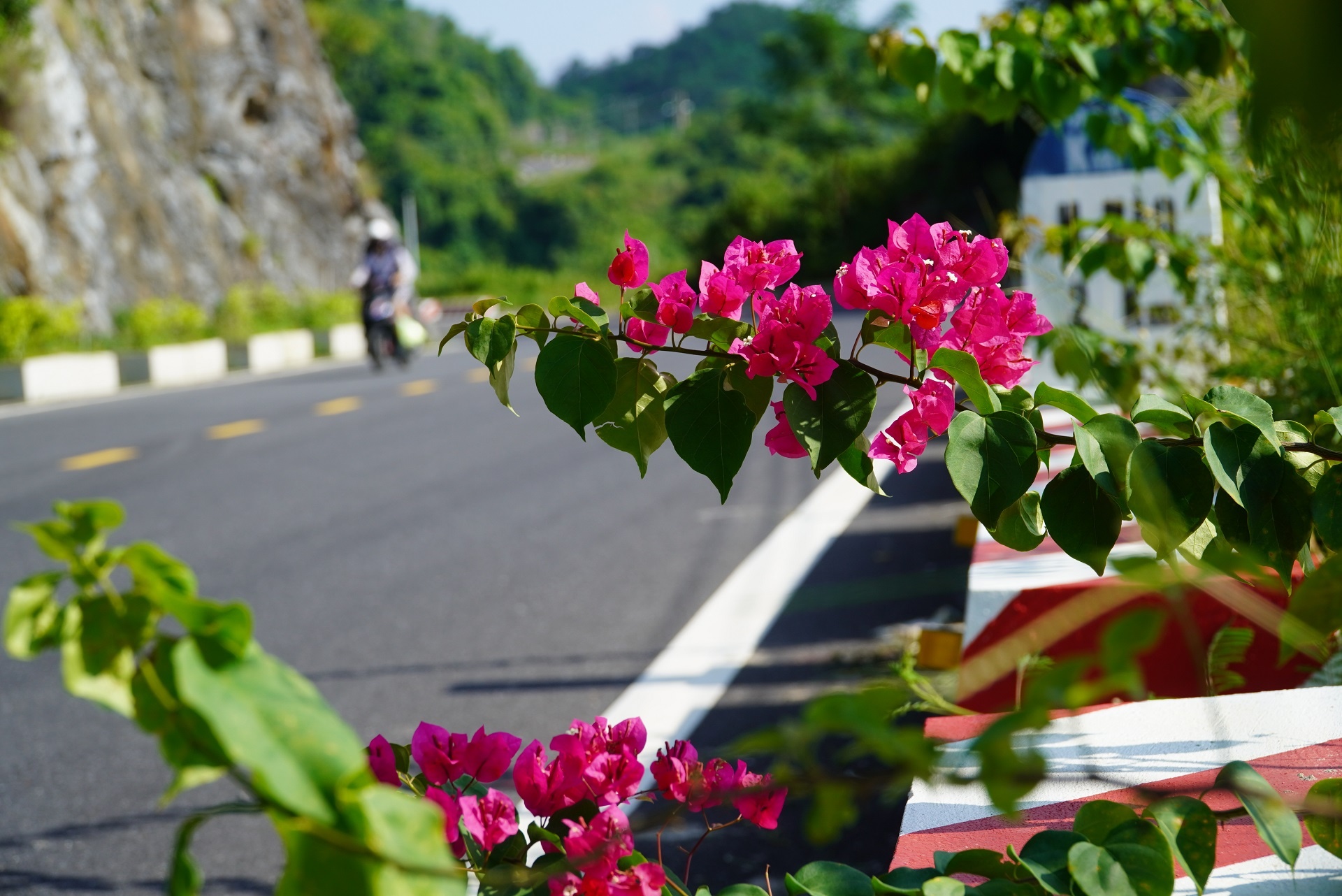 ve dep cua duong ra Cat Ba anh 6