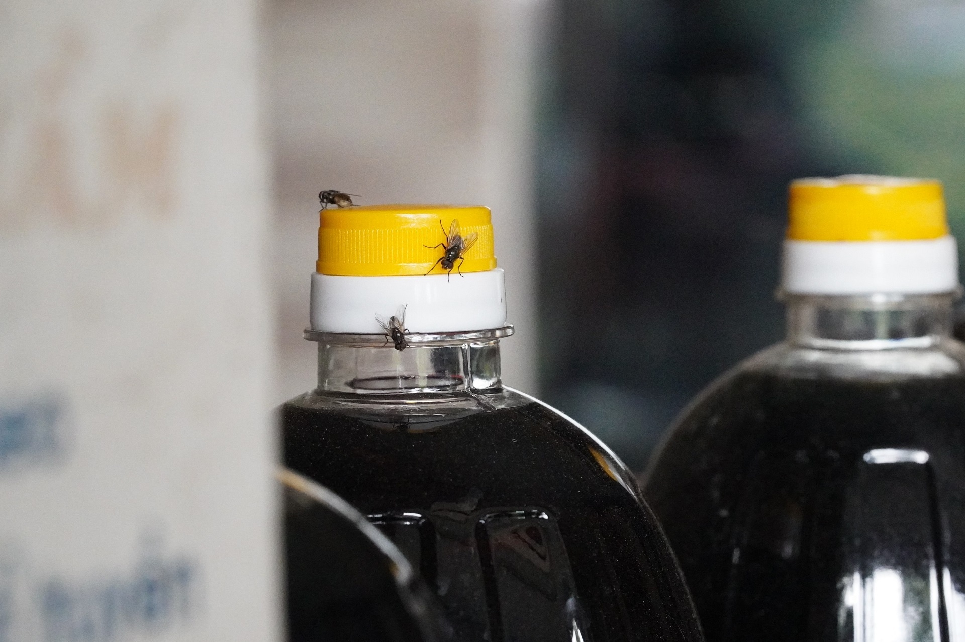 song khon kho vi ruoi bai rac anh 4