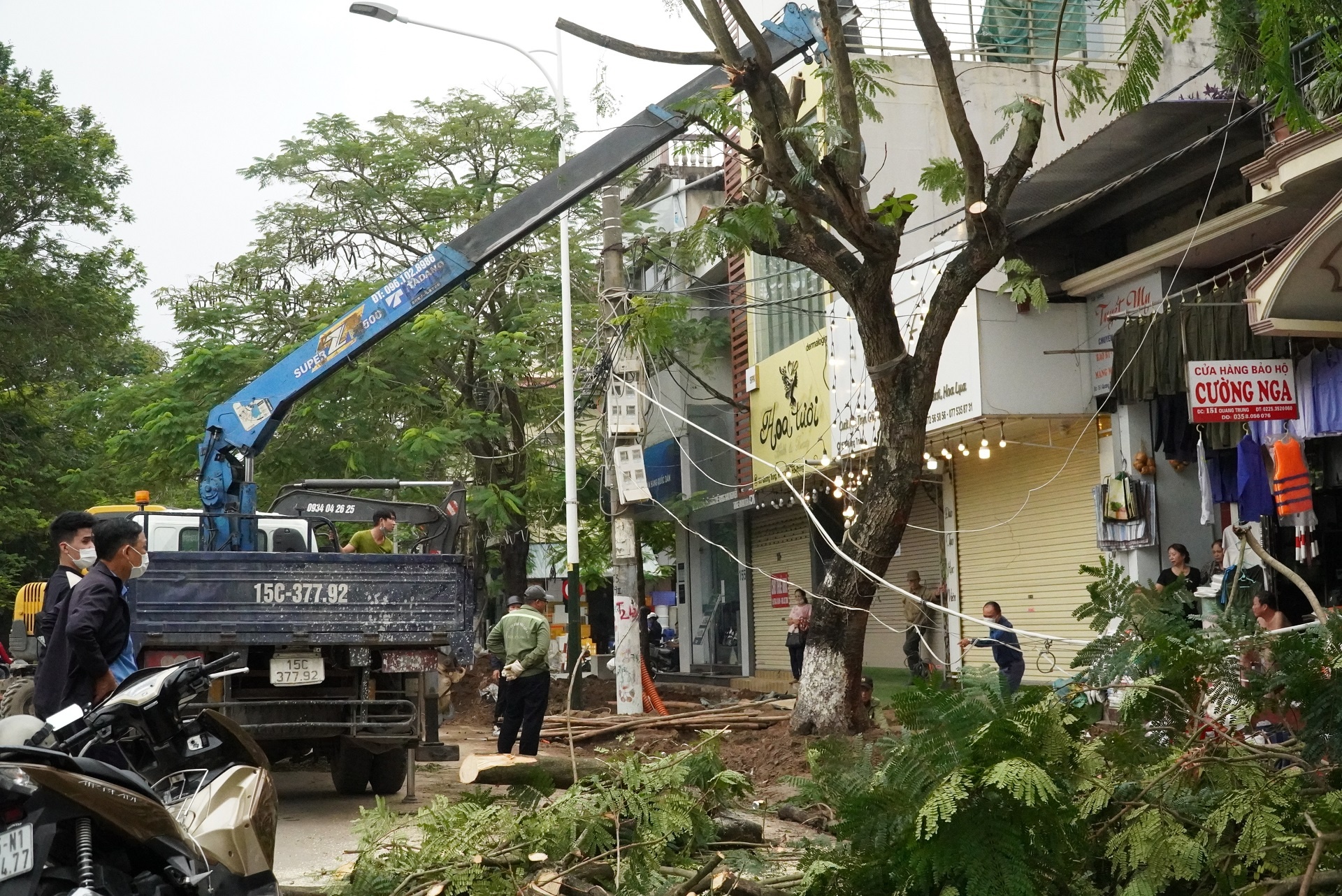 cai tao via he lam gay cay xanh anh 4