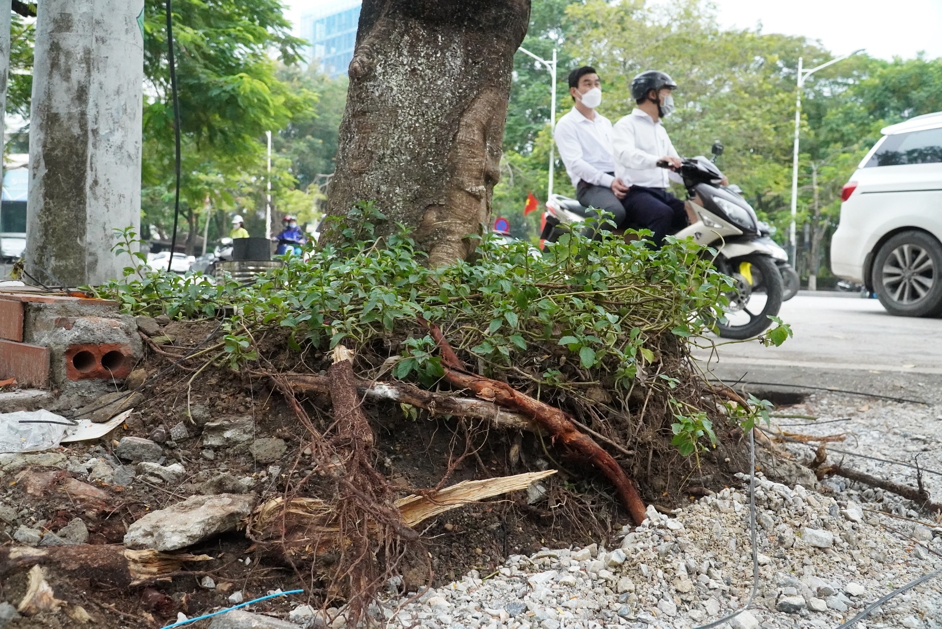 cai tao via he lam gay cay xanh anh 6