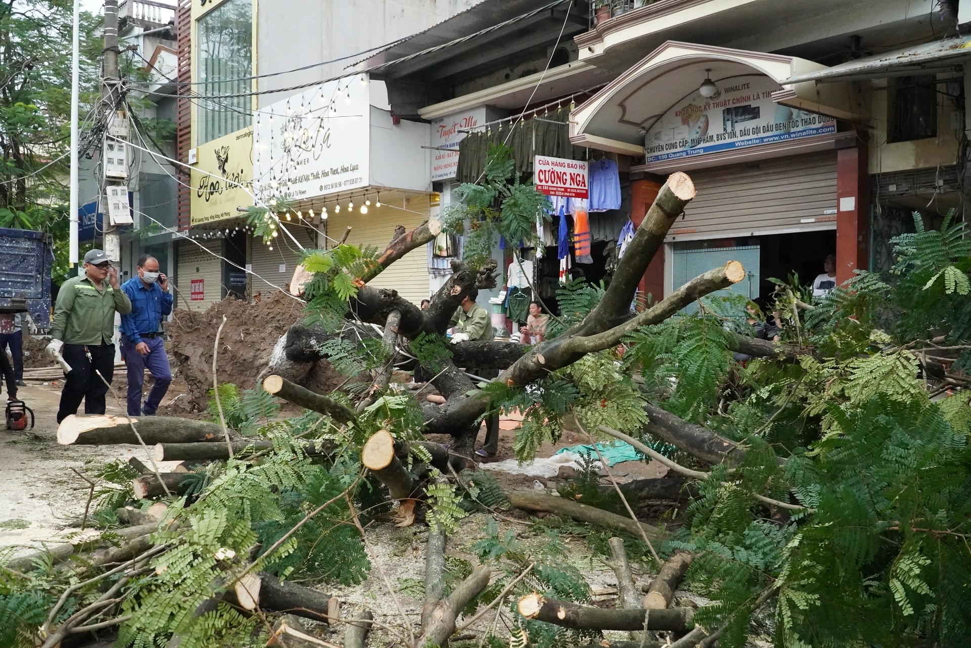 cai tao via he lam gay cay xanh anh 1